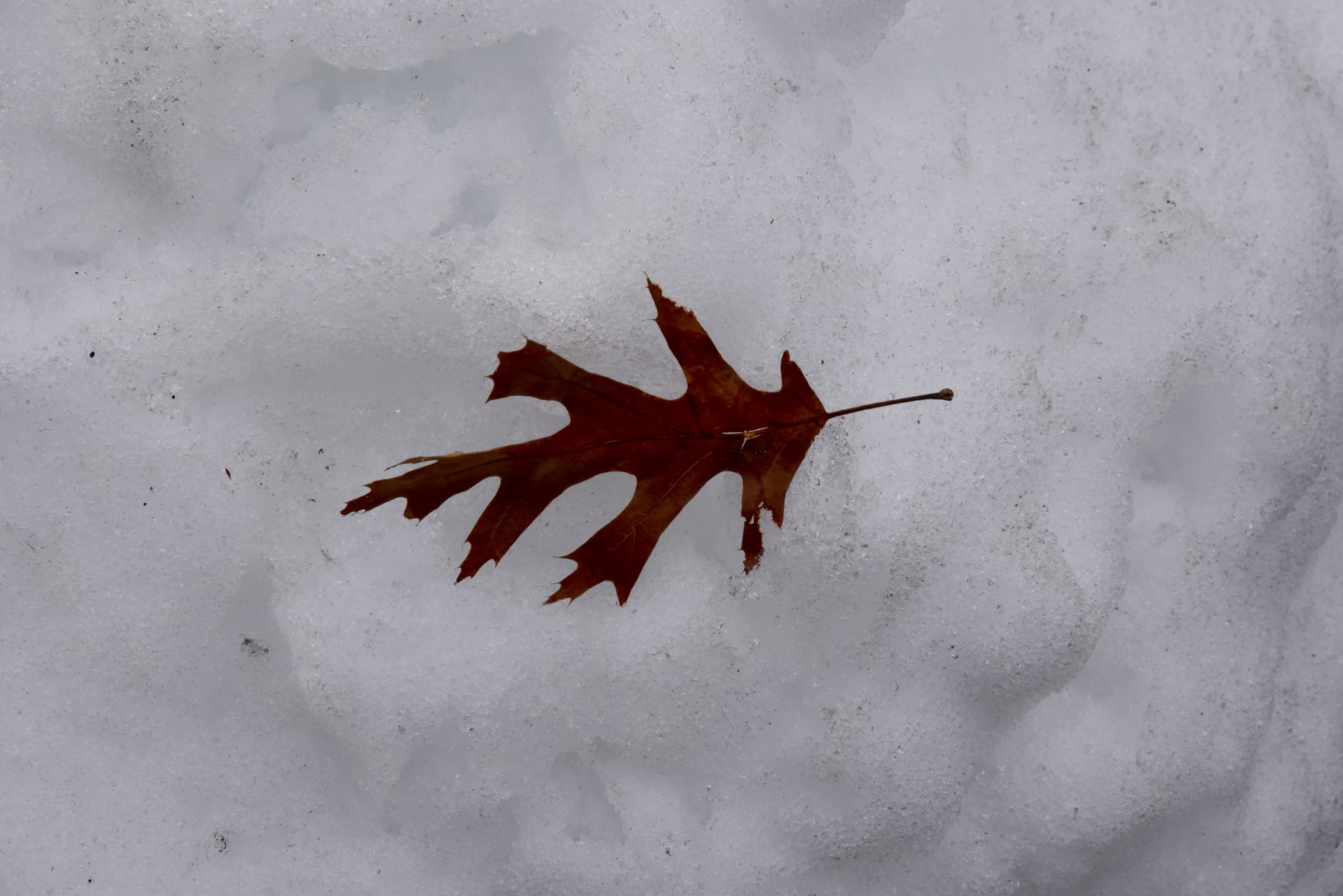 One Leaf On Snow