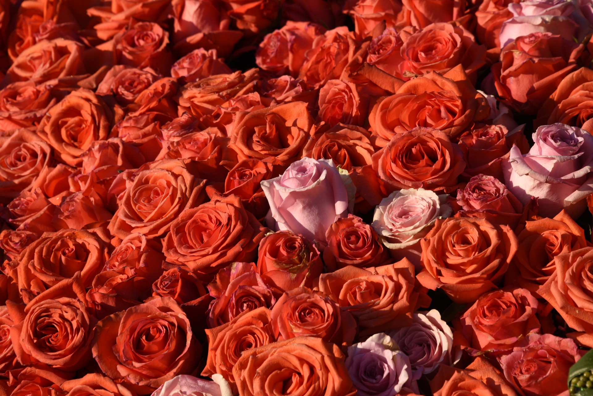 Un trandafir roz