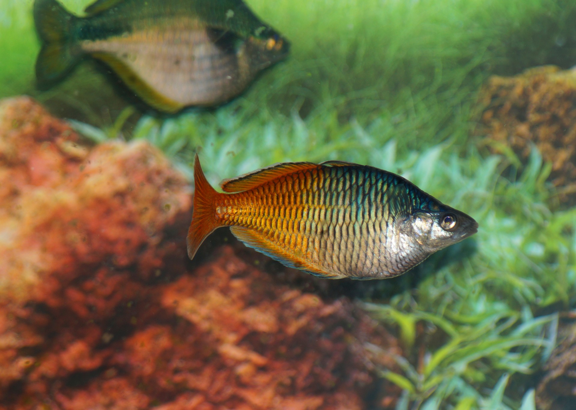 Orange Rainbow Fish