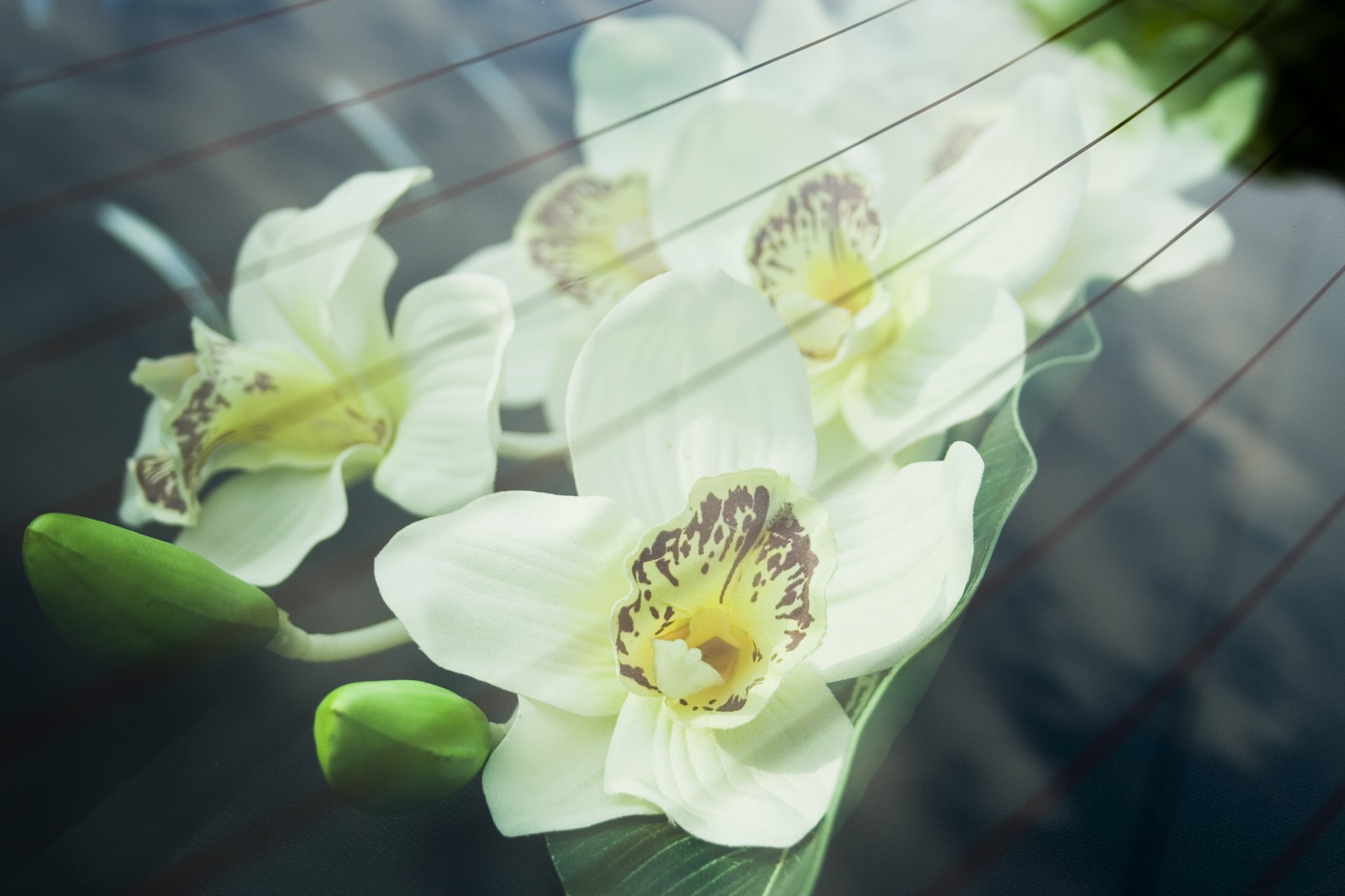 Orhideele prin geamul mașinii