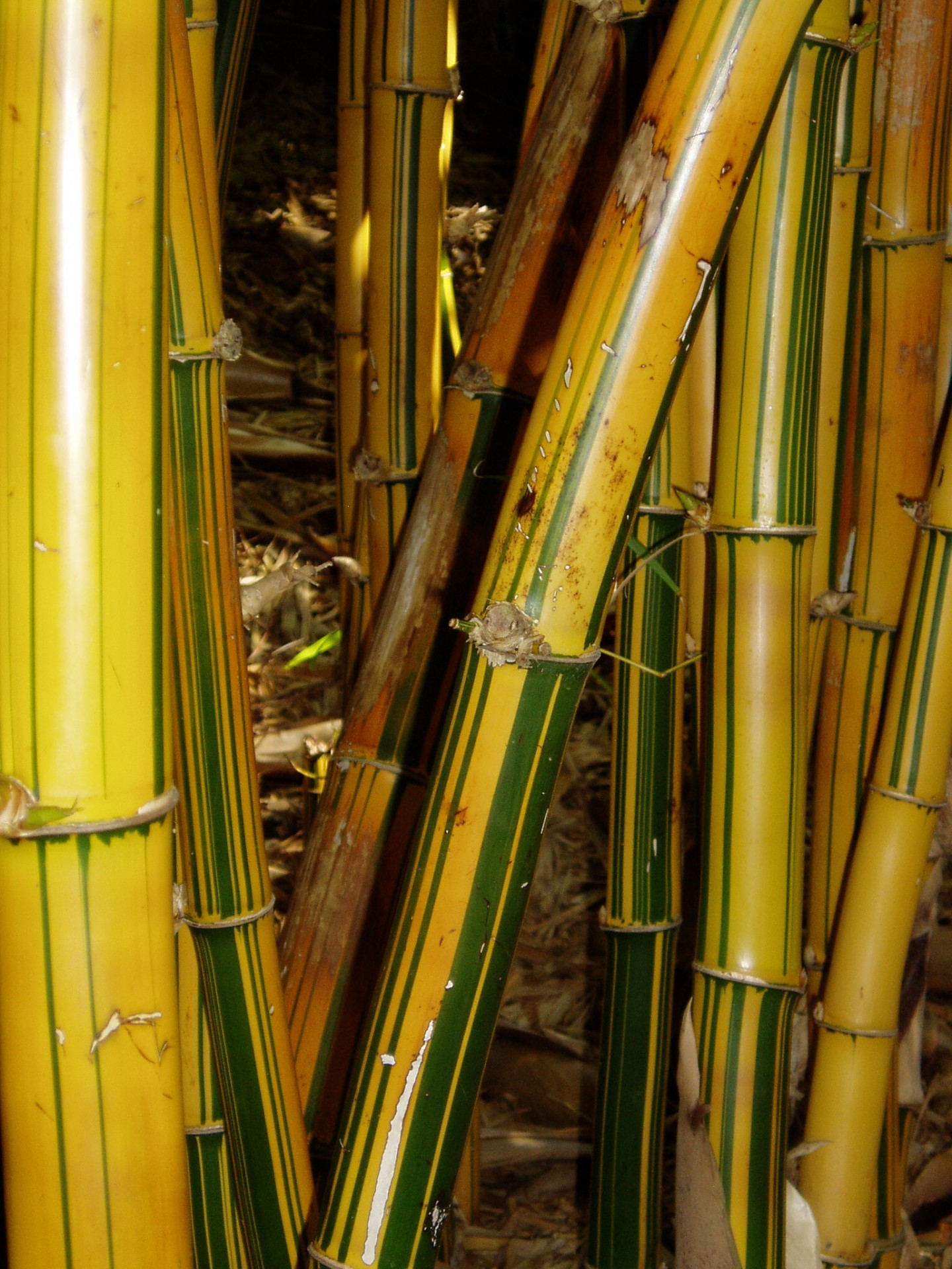 Bamboo pictate