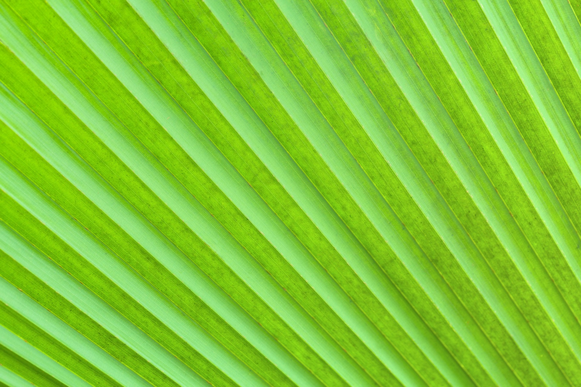 Palm Tree Leaf Detalii