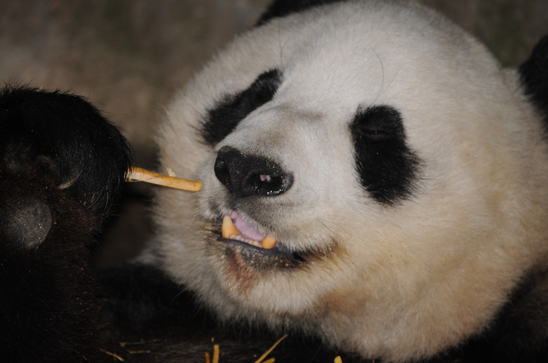 Panda Ursul Bamboo Bucurându-se de