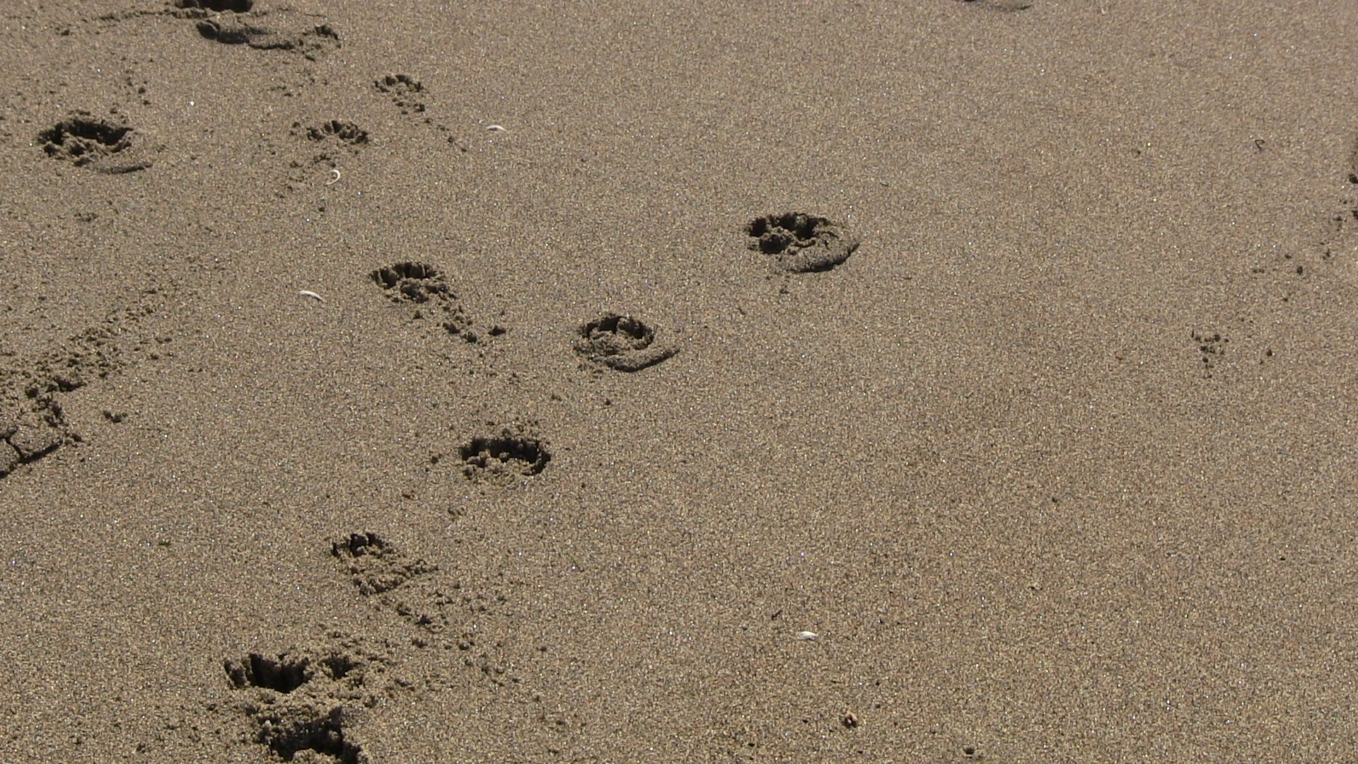 Urme de labe în nisip umed