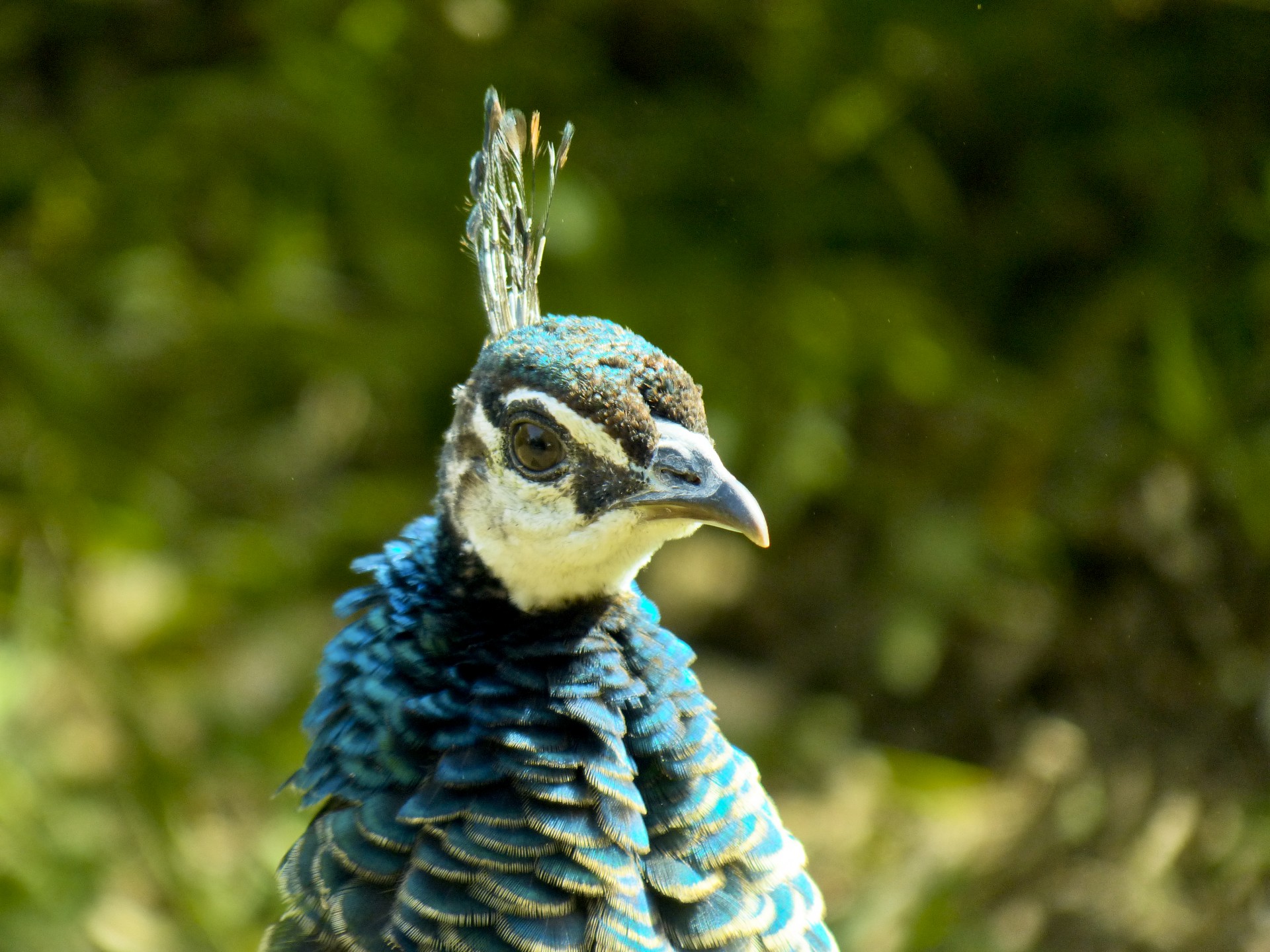 Peacock Portret