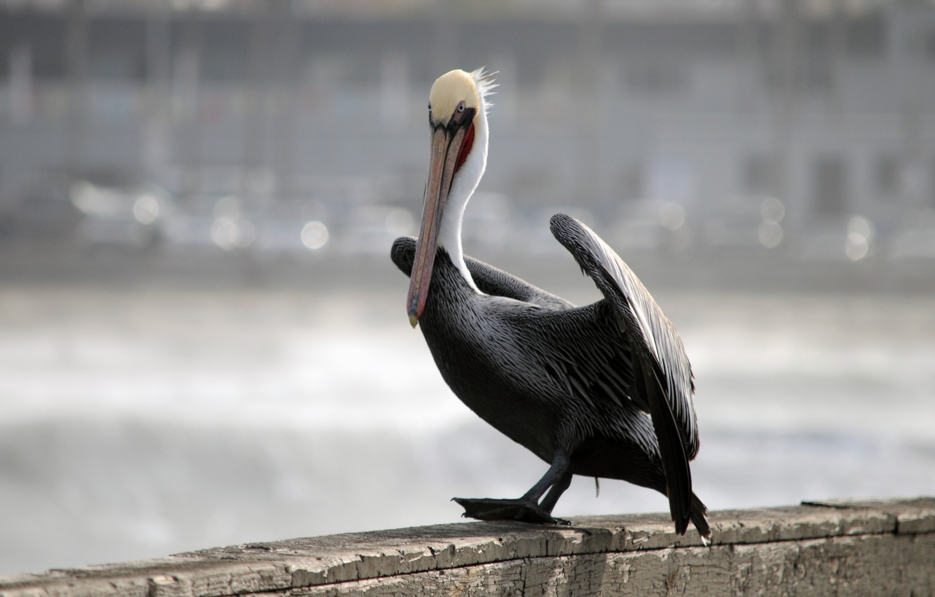 Pelican pregateste pentru zbor