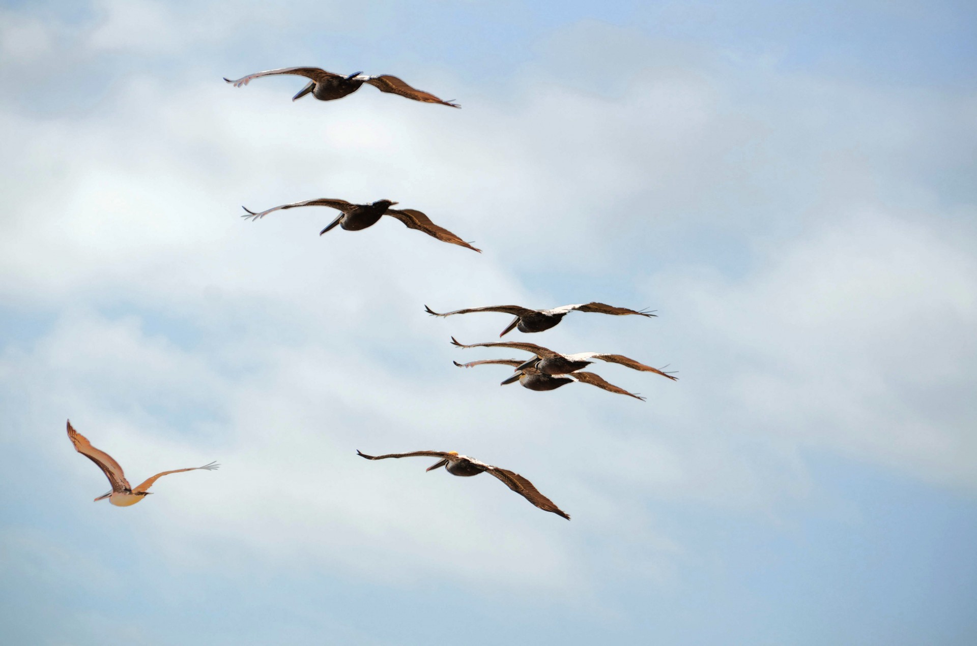 Pelicani care zboară