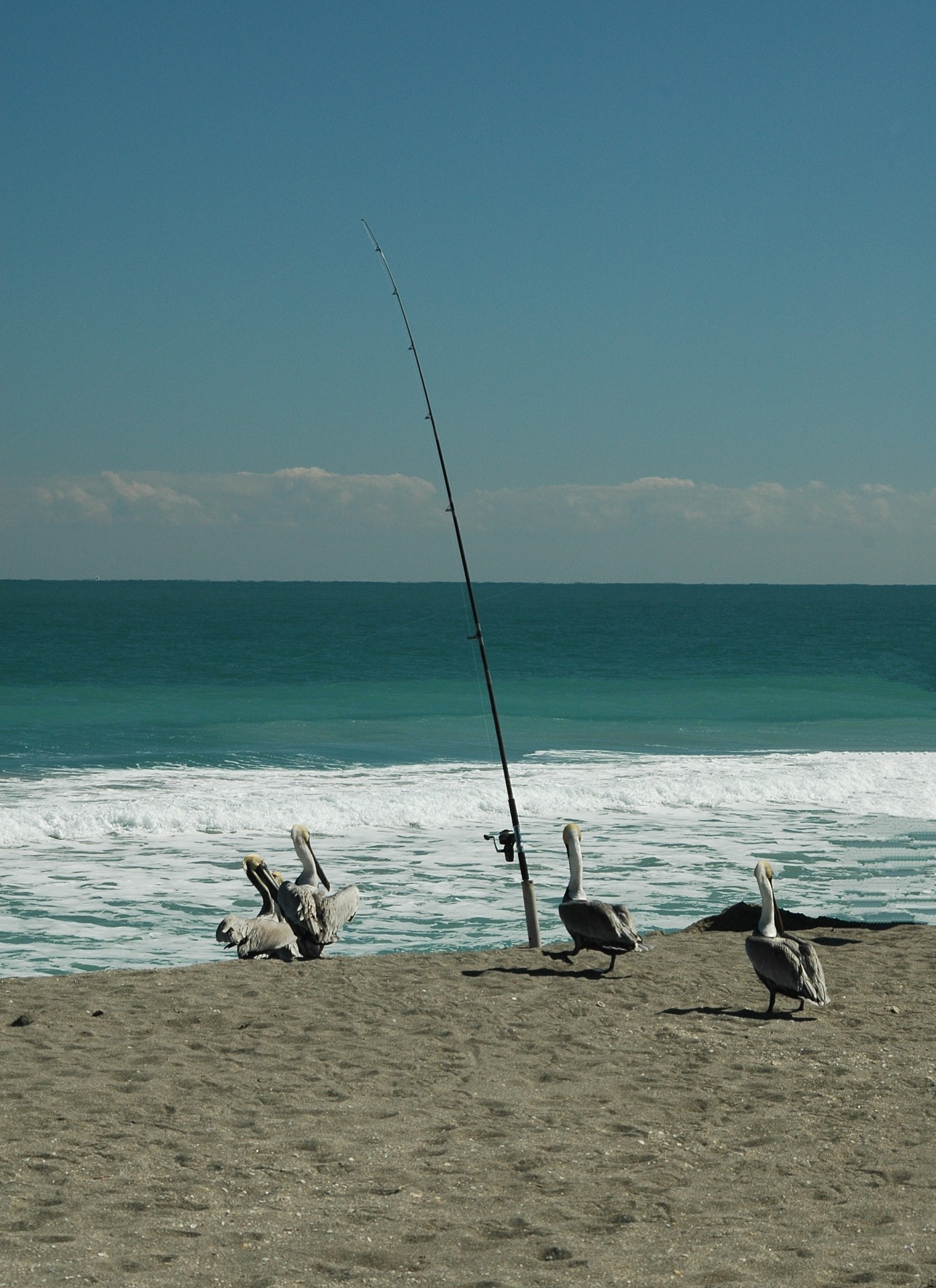 Pelicani pe plaja
