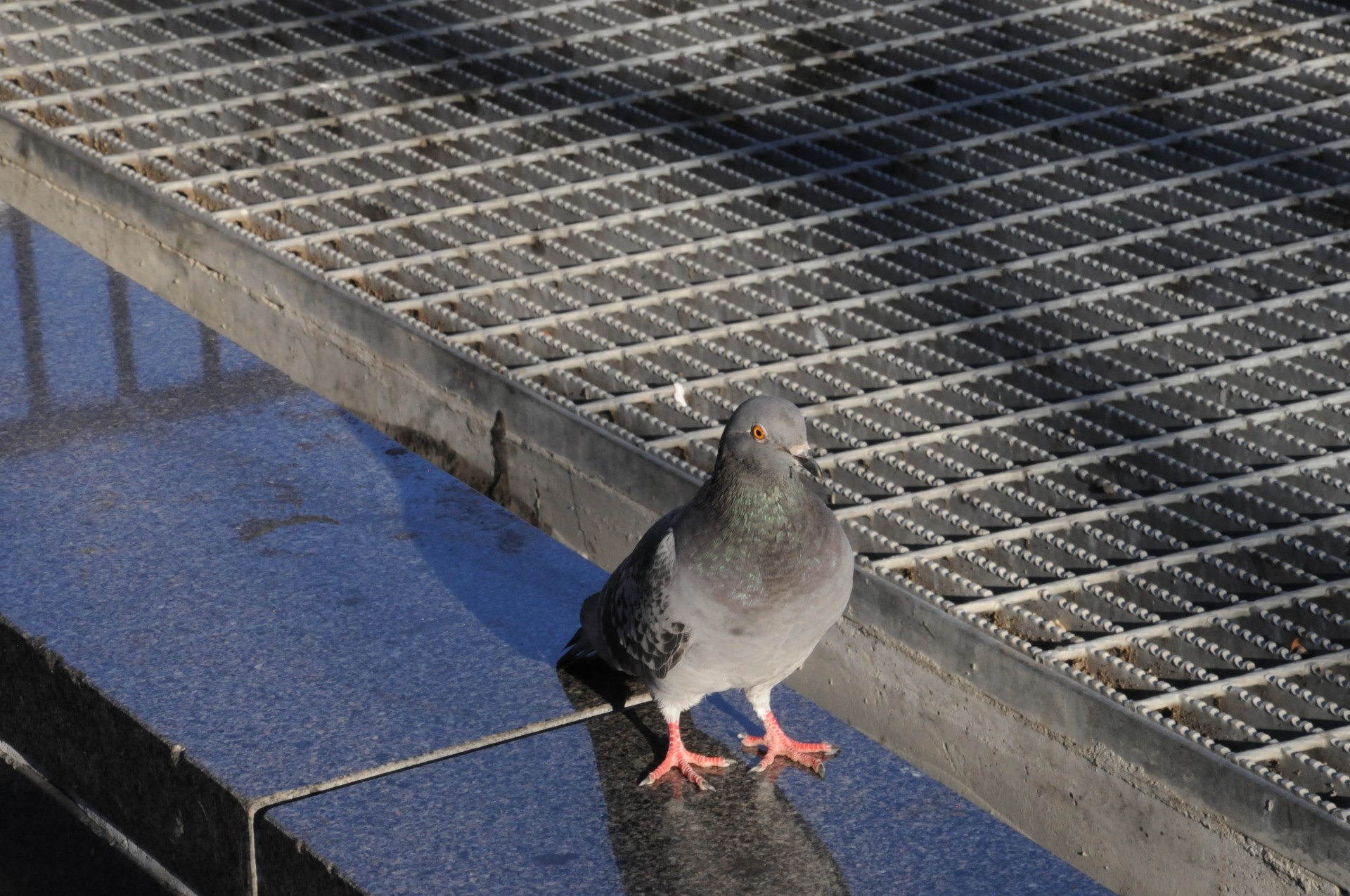 Pigeon în oraș