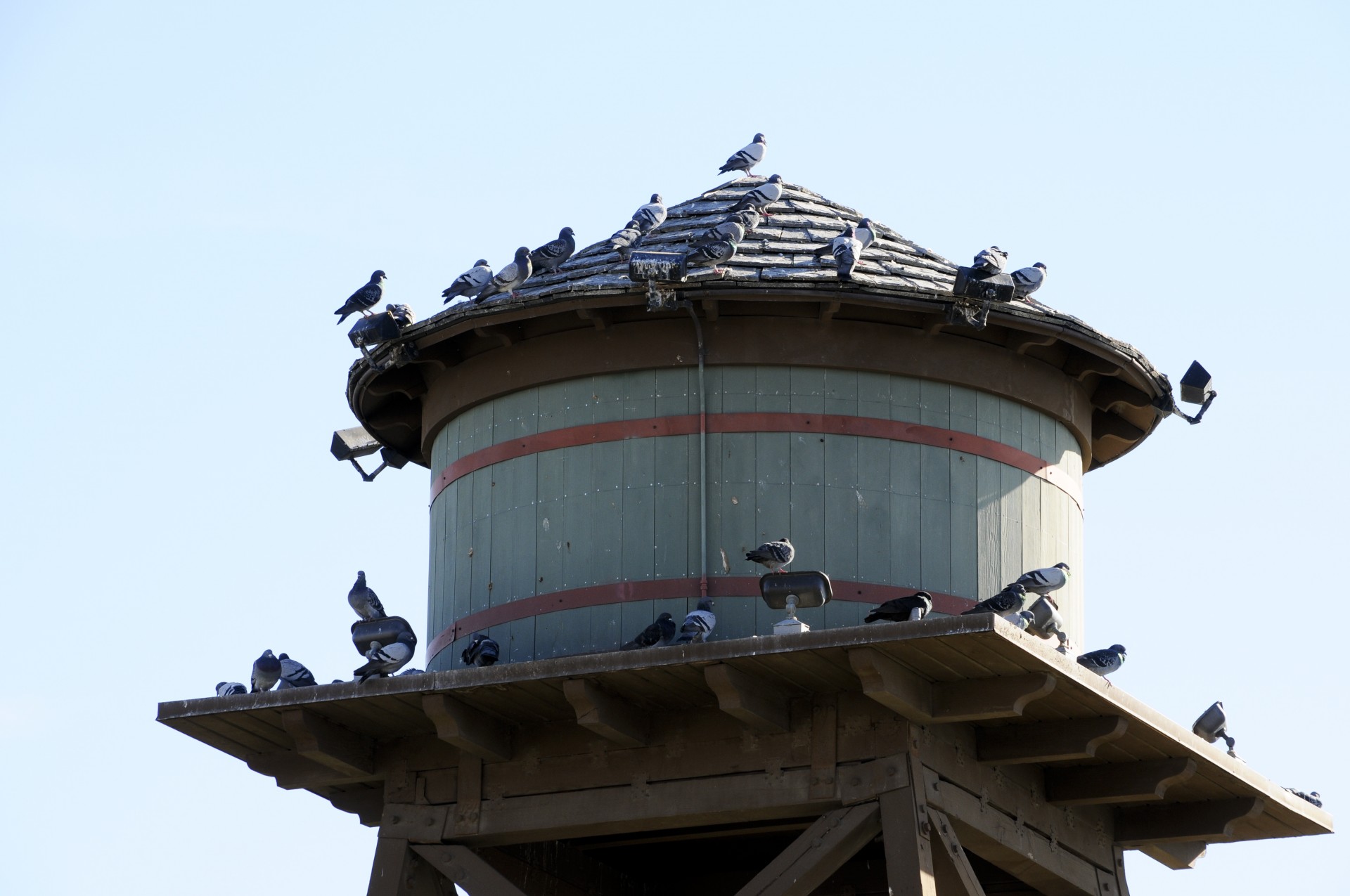 Porumbeii pe Turnul de apă