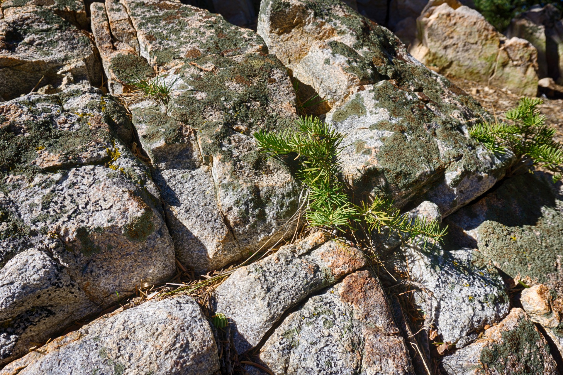 Pine Tree crește în Rock