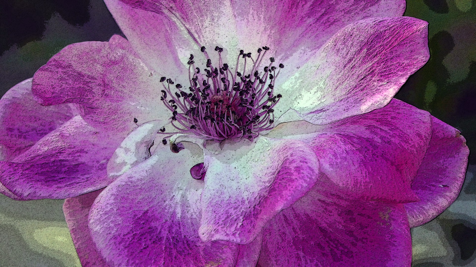 Fundal floare roz