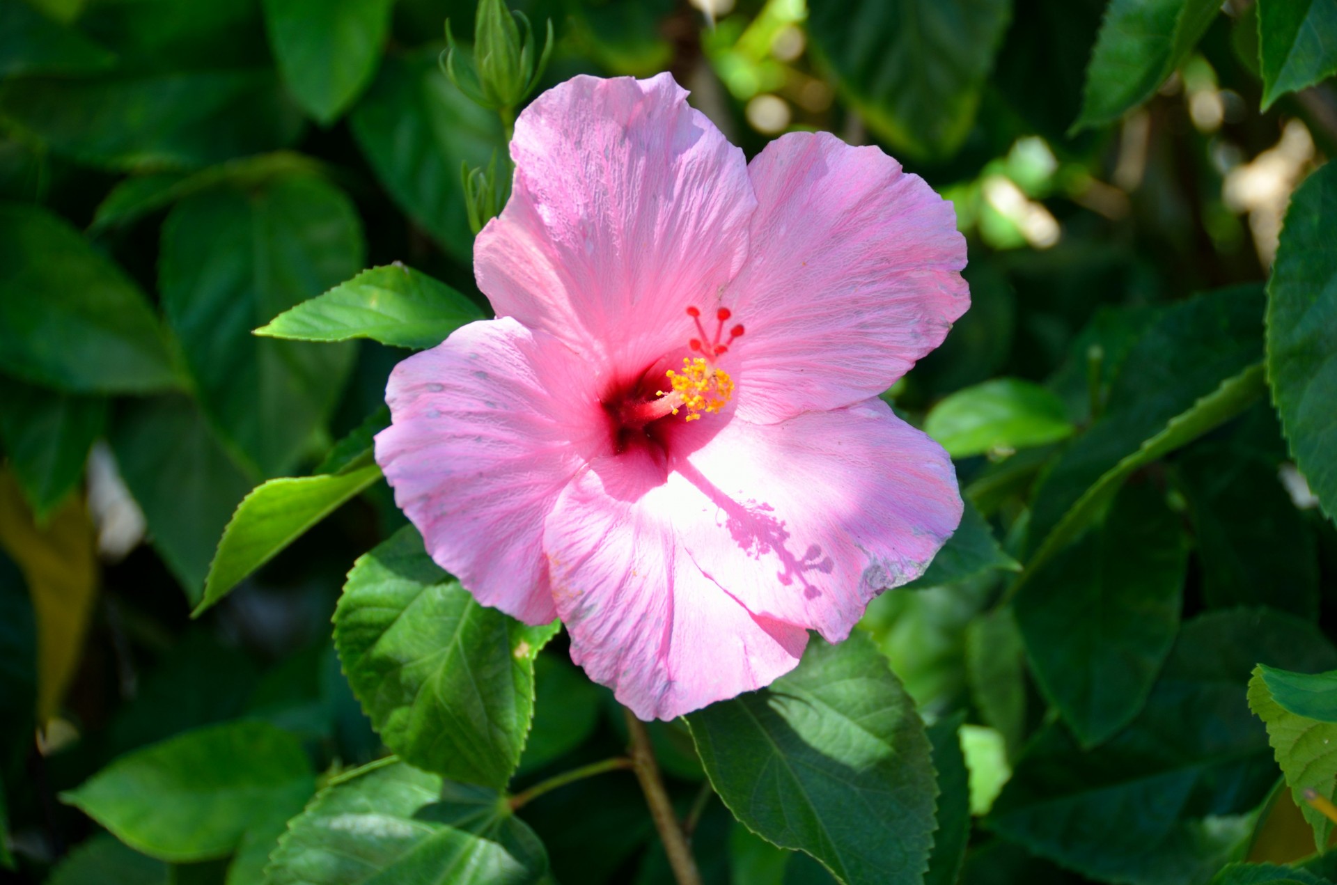 Roze Hibiscus bloem