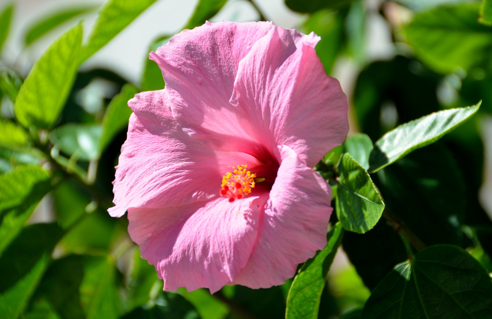 Hibiscus rosa Fiore