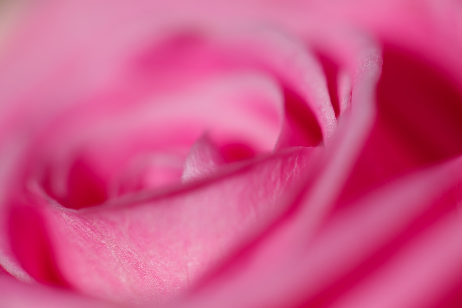 Roz petale de trandafir