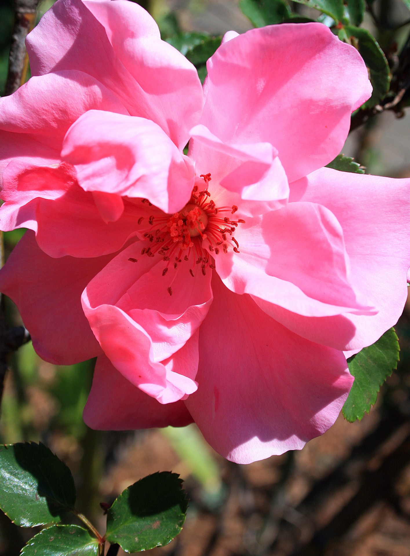 Trandafir roz cu lumina