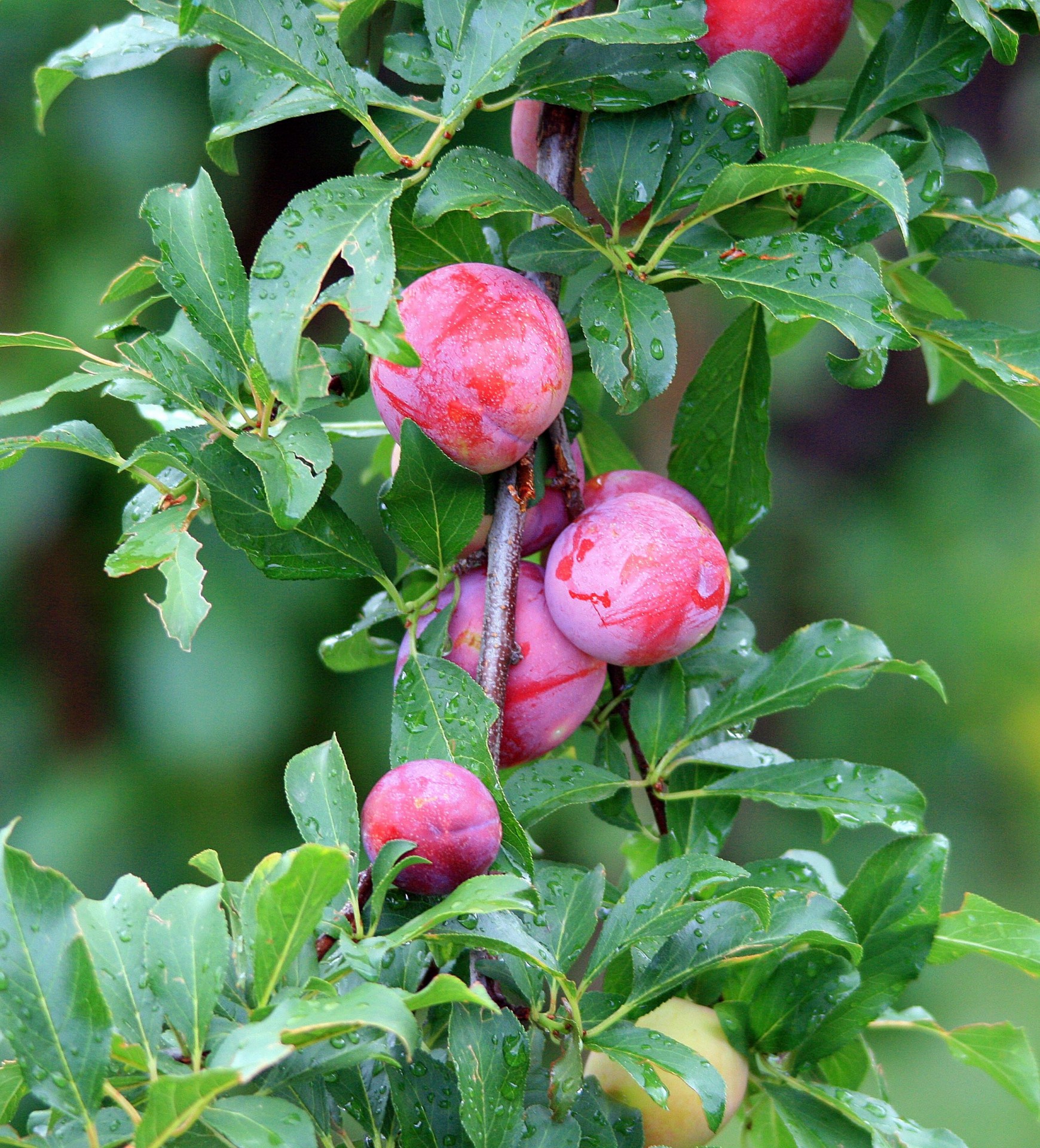 Fructe de prune pe copac
