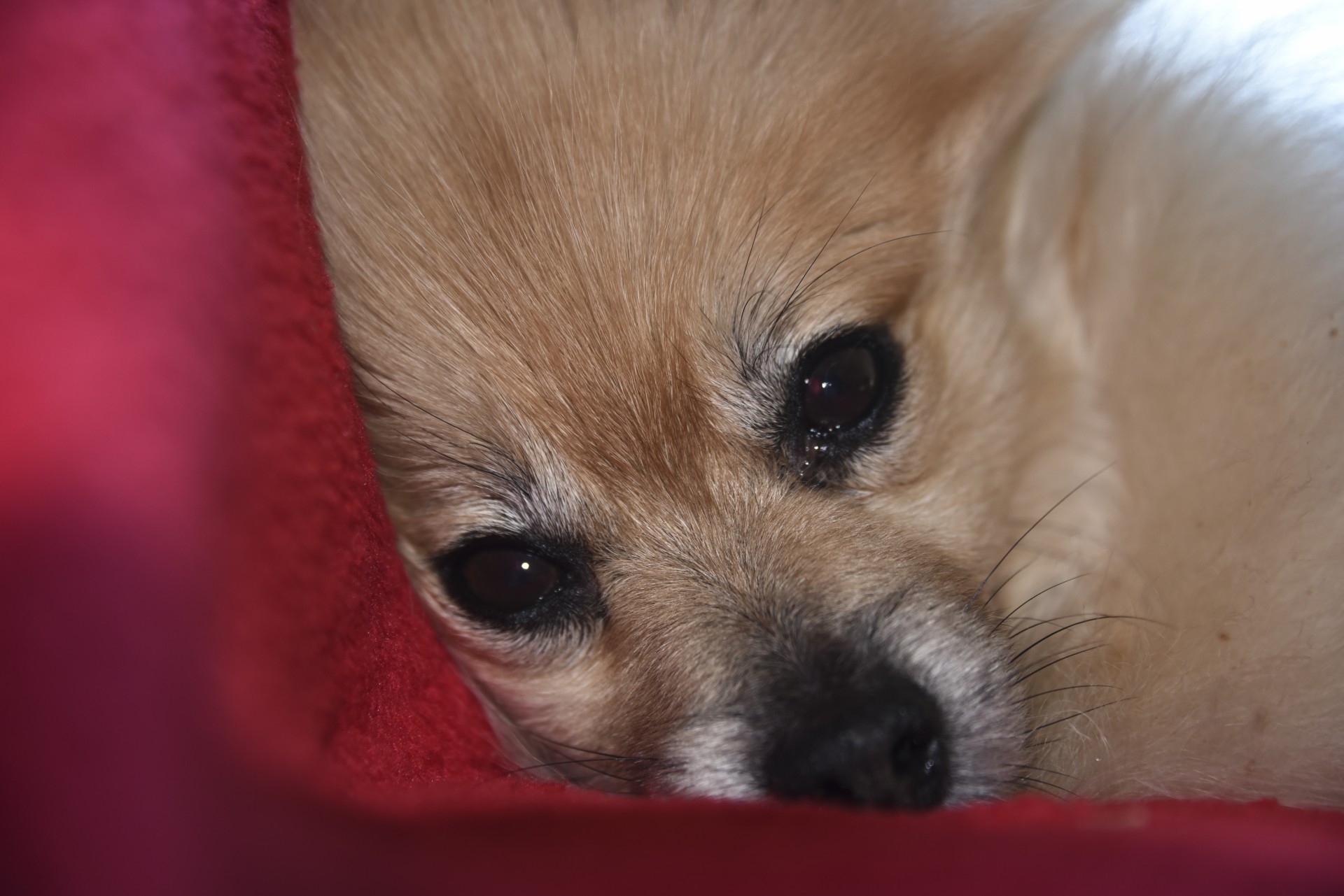 Closeup Pomeranian pe roșu