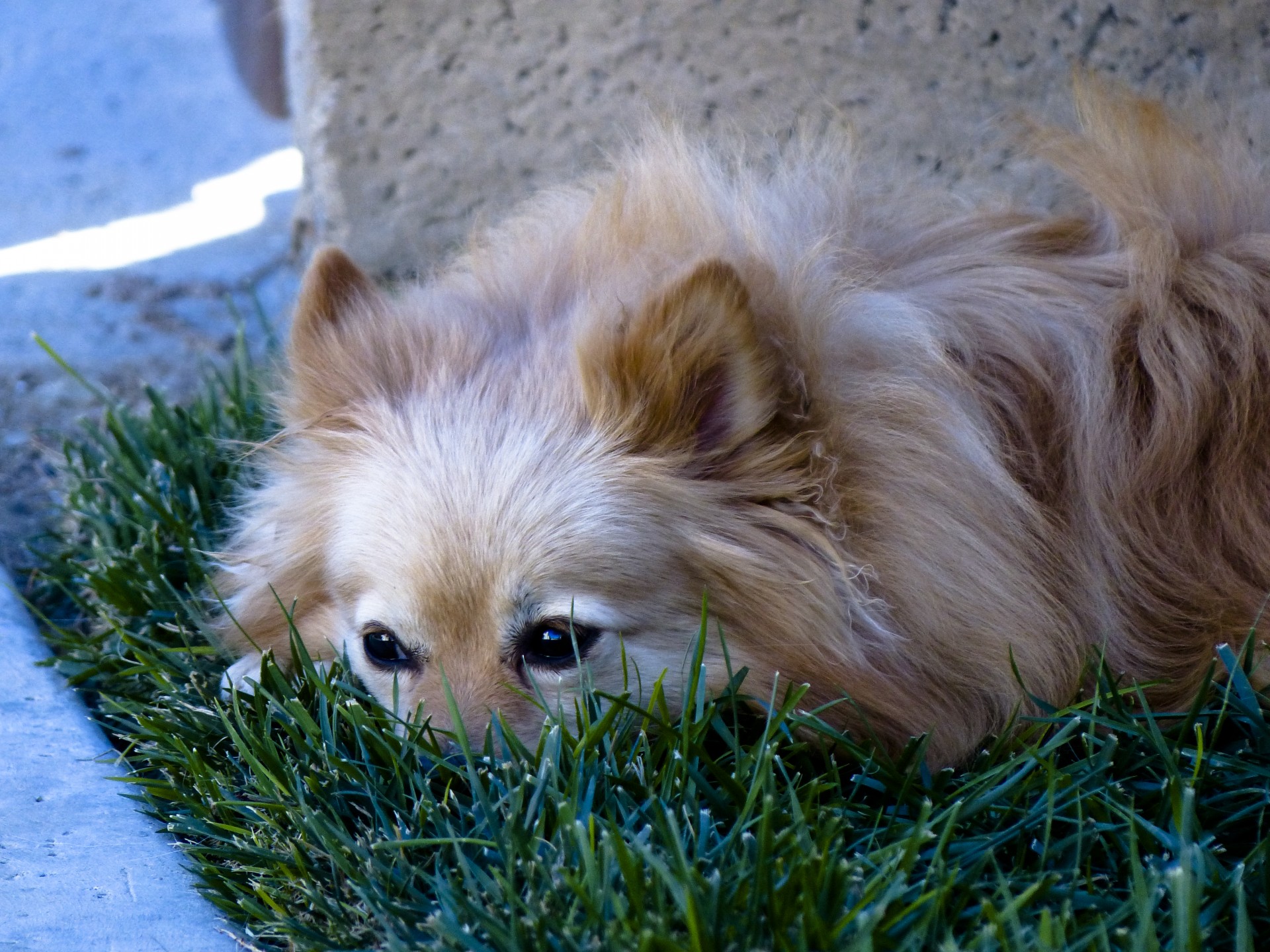 Minciuna Pomeranian în Grass