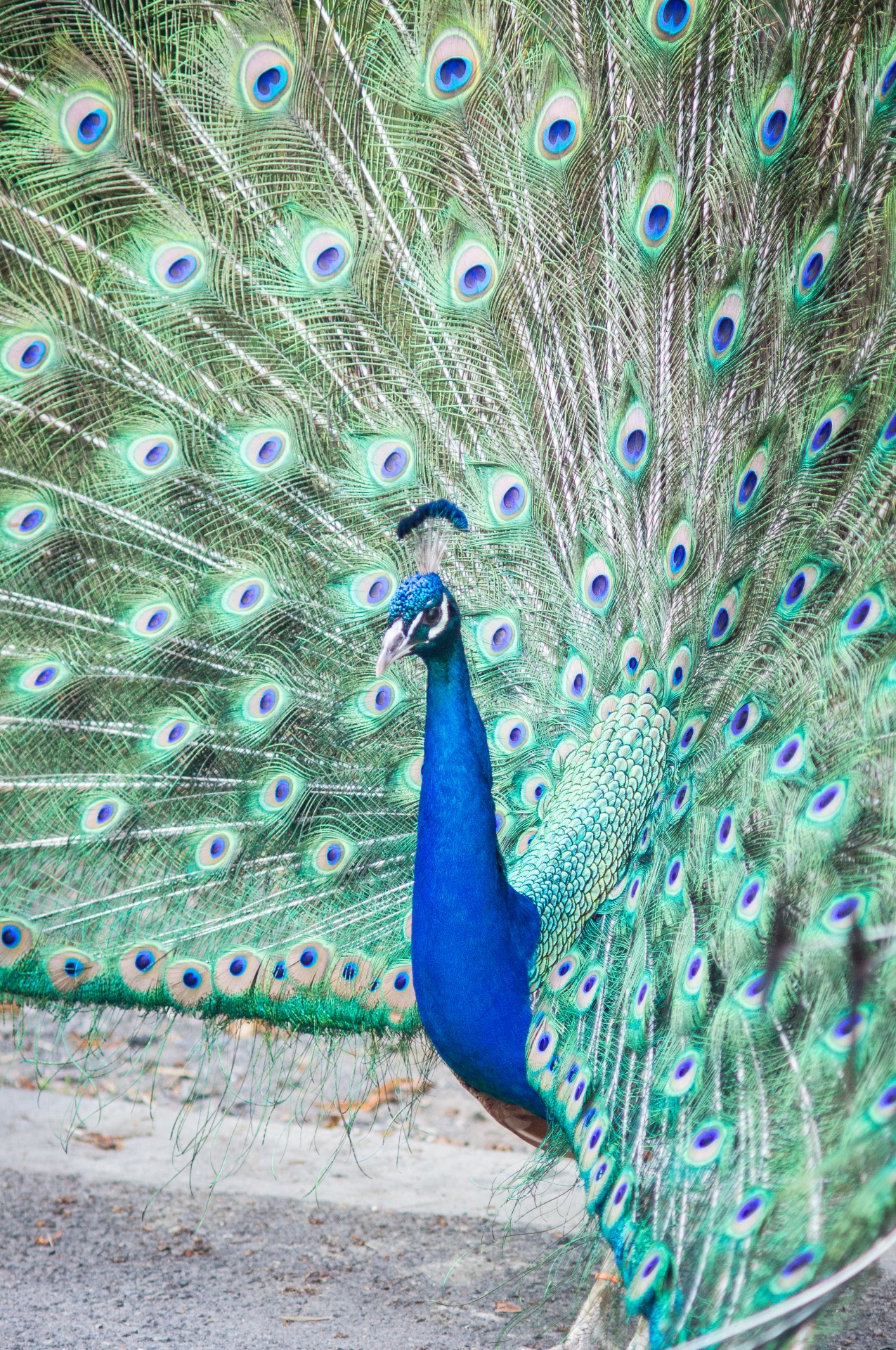Profilul unui Peacock