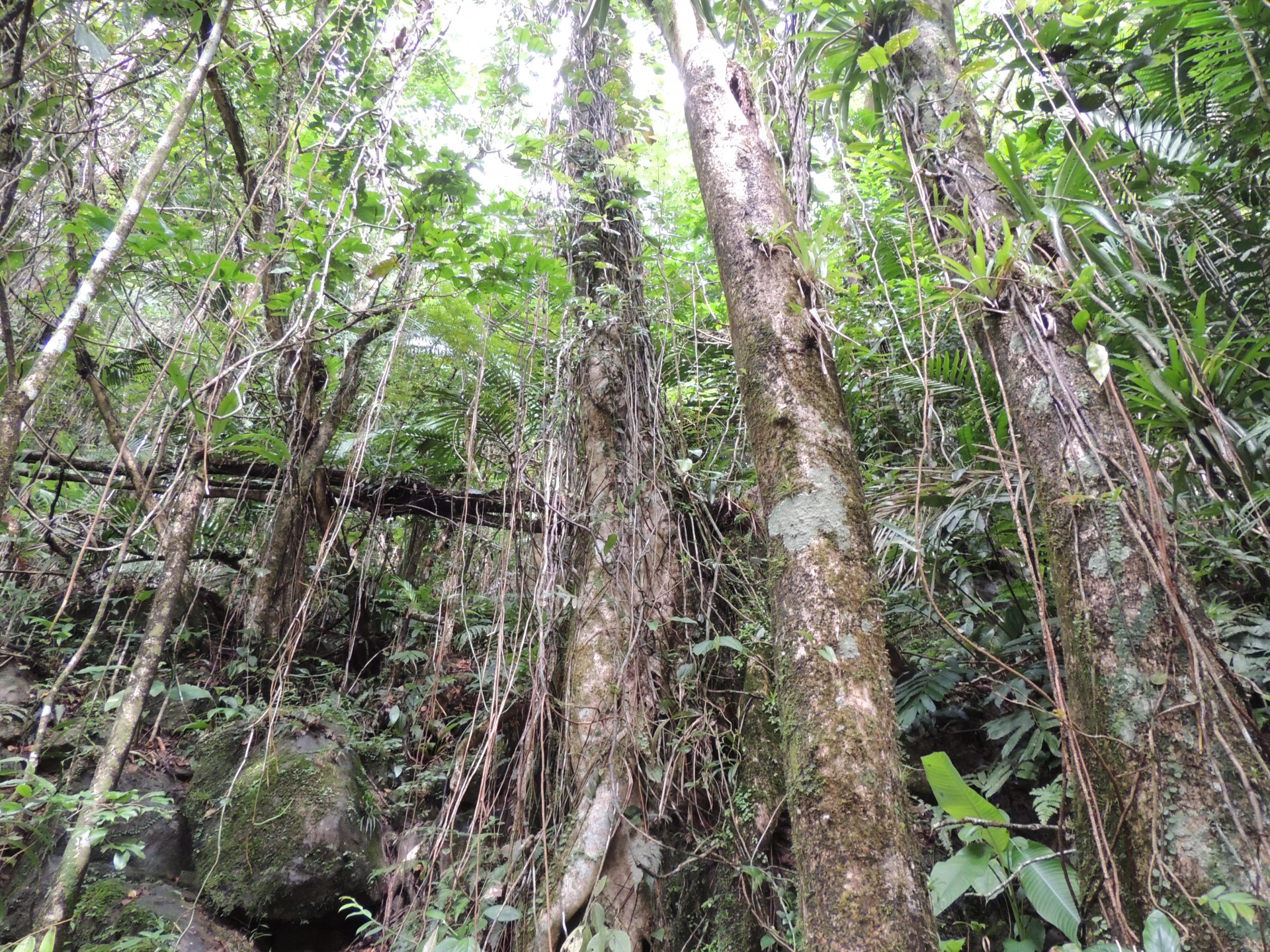 Puerto Rico pădure ploaie