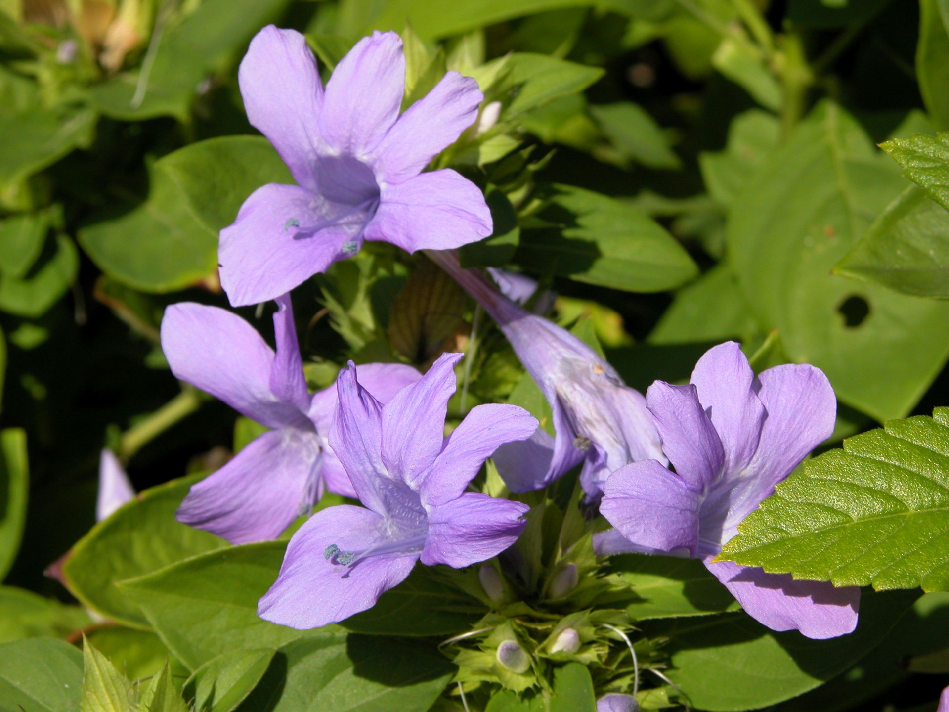 Purple Flori