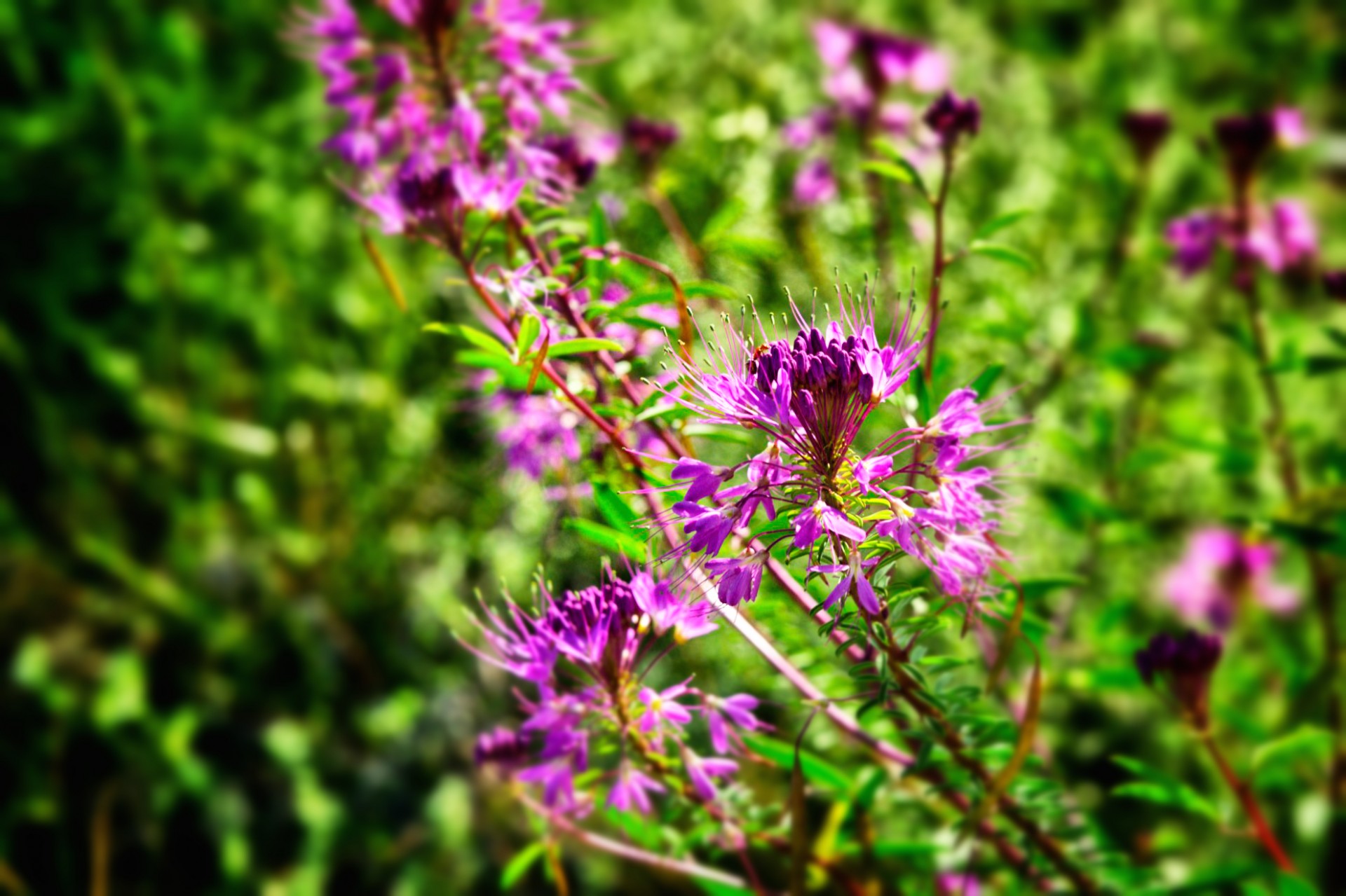 Purple Mountain flori