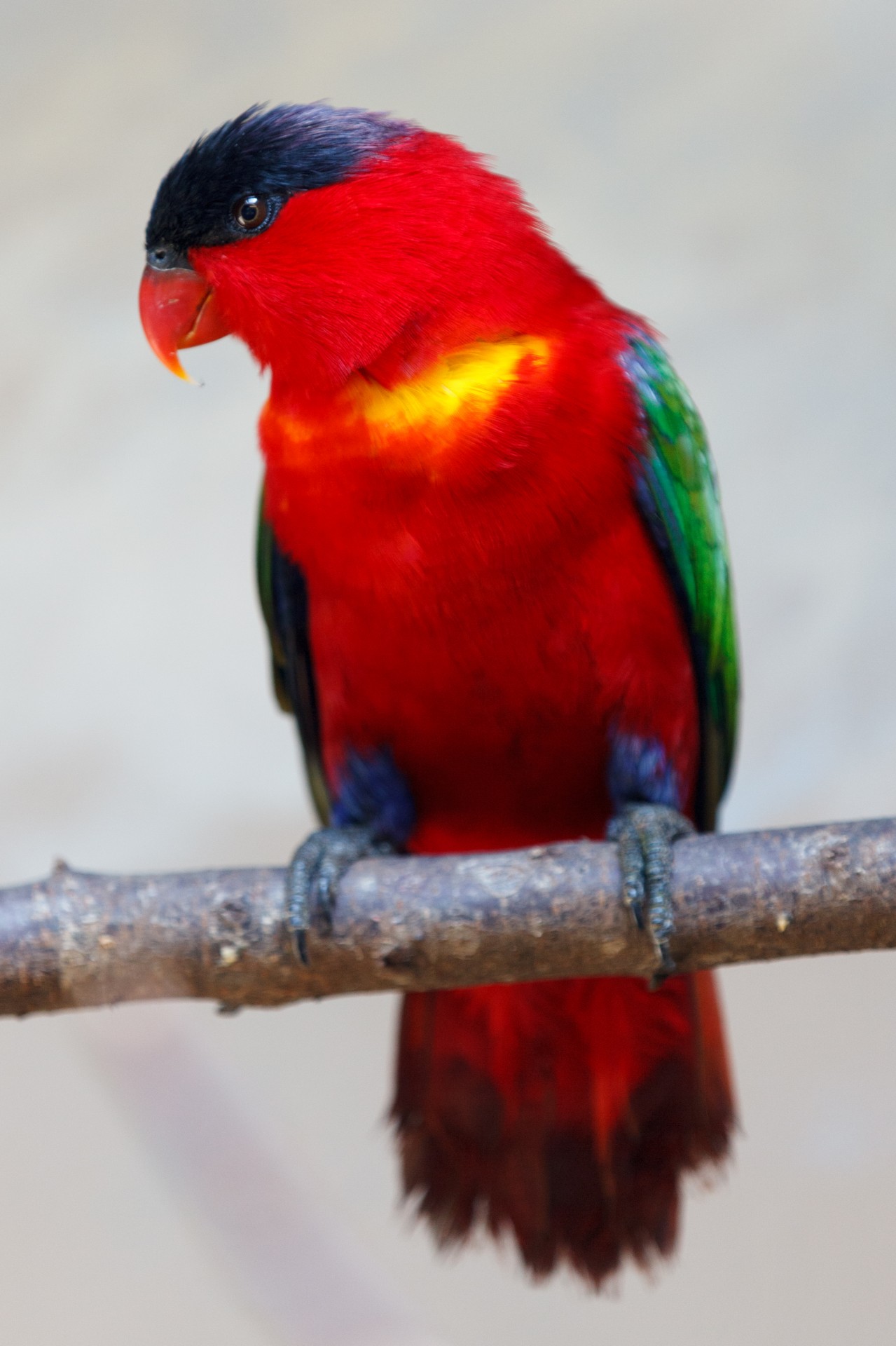 Violet-naped lory