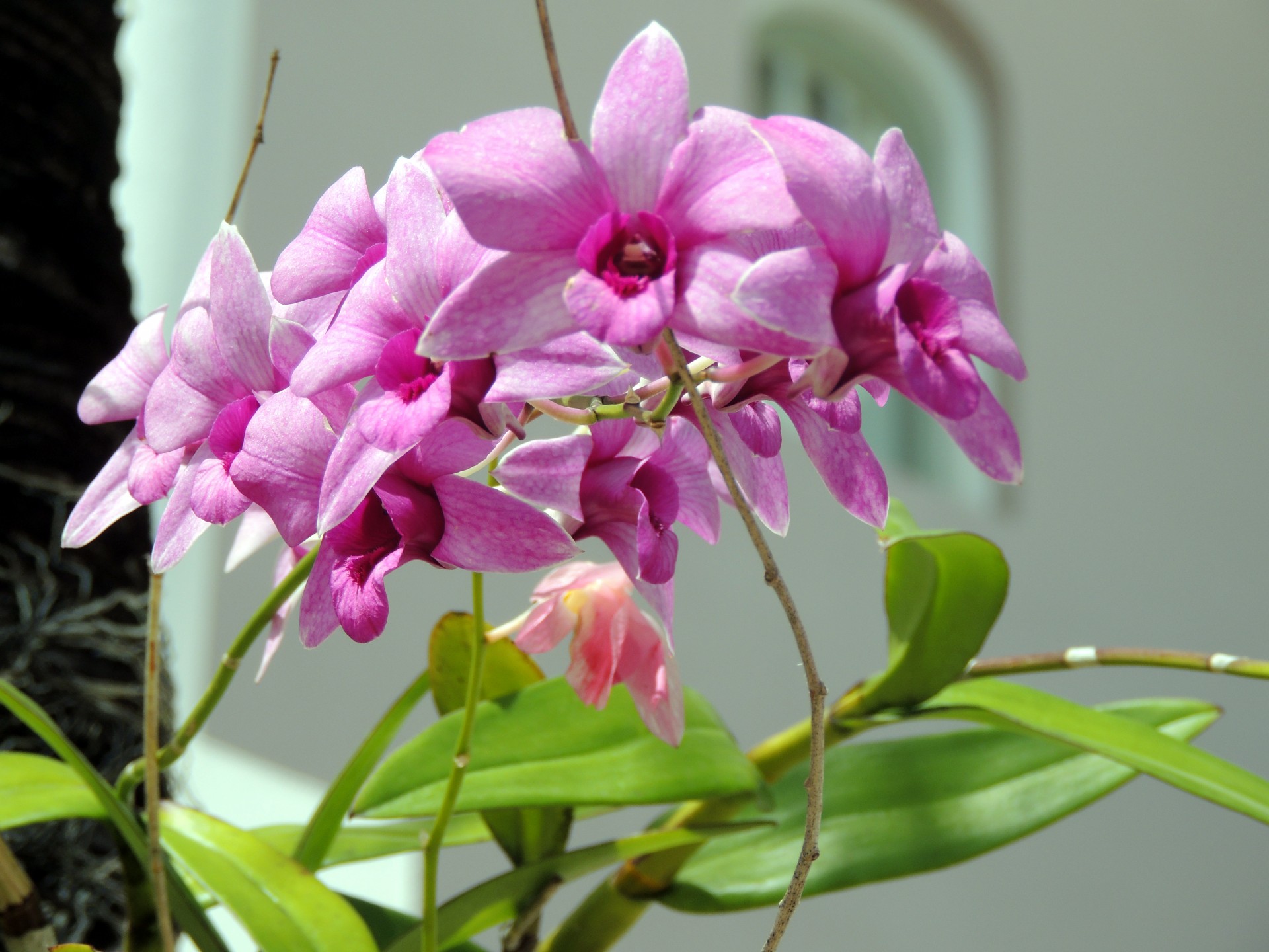 Flori de orhidee mov