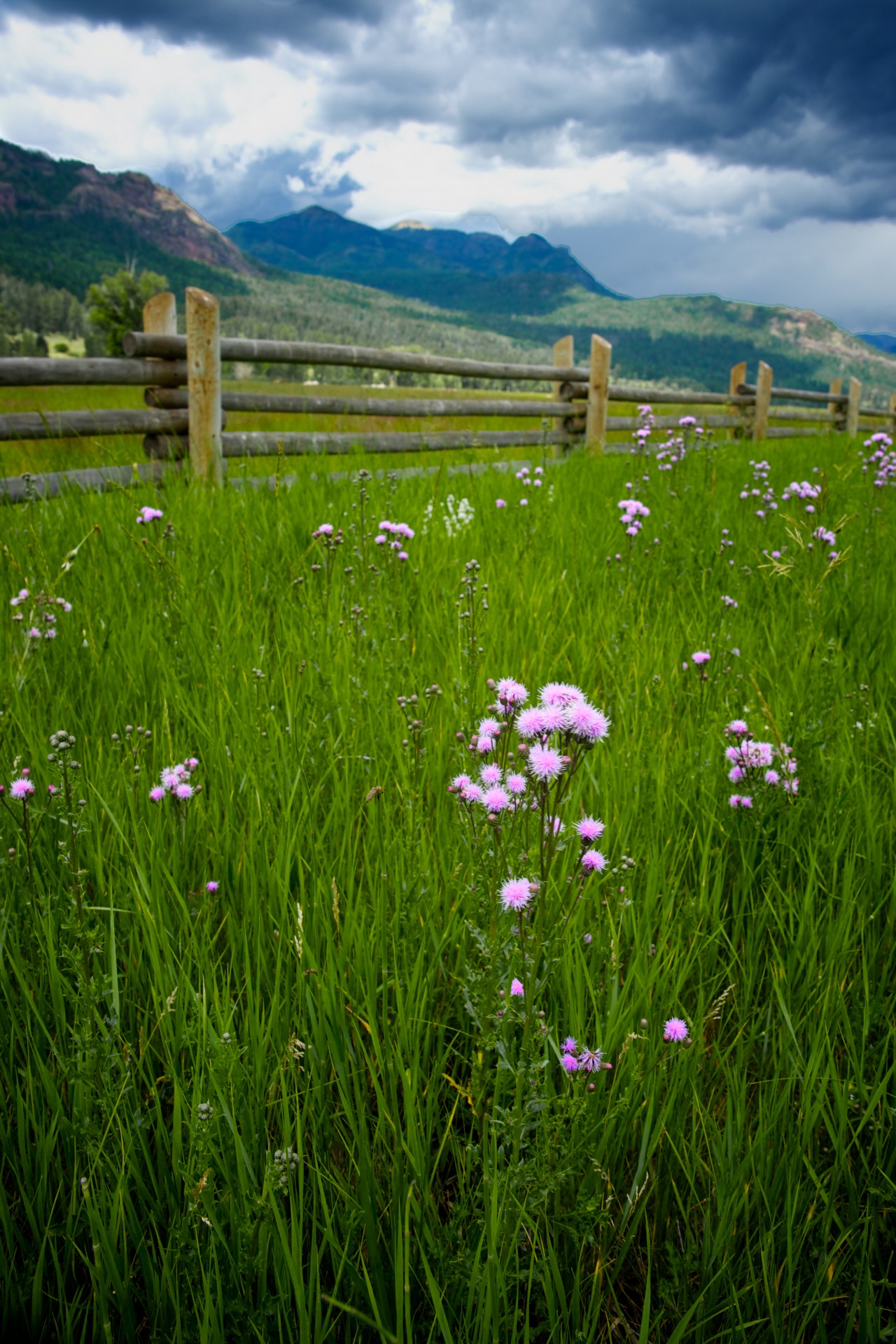Wildflower violet în Grass