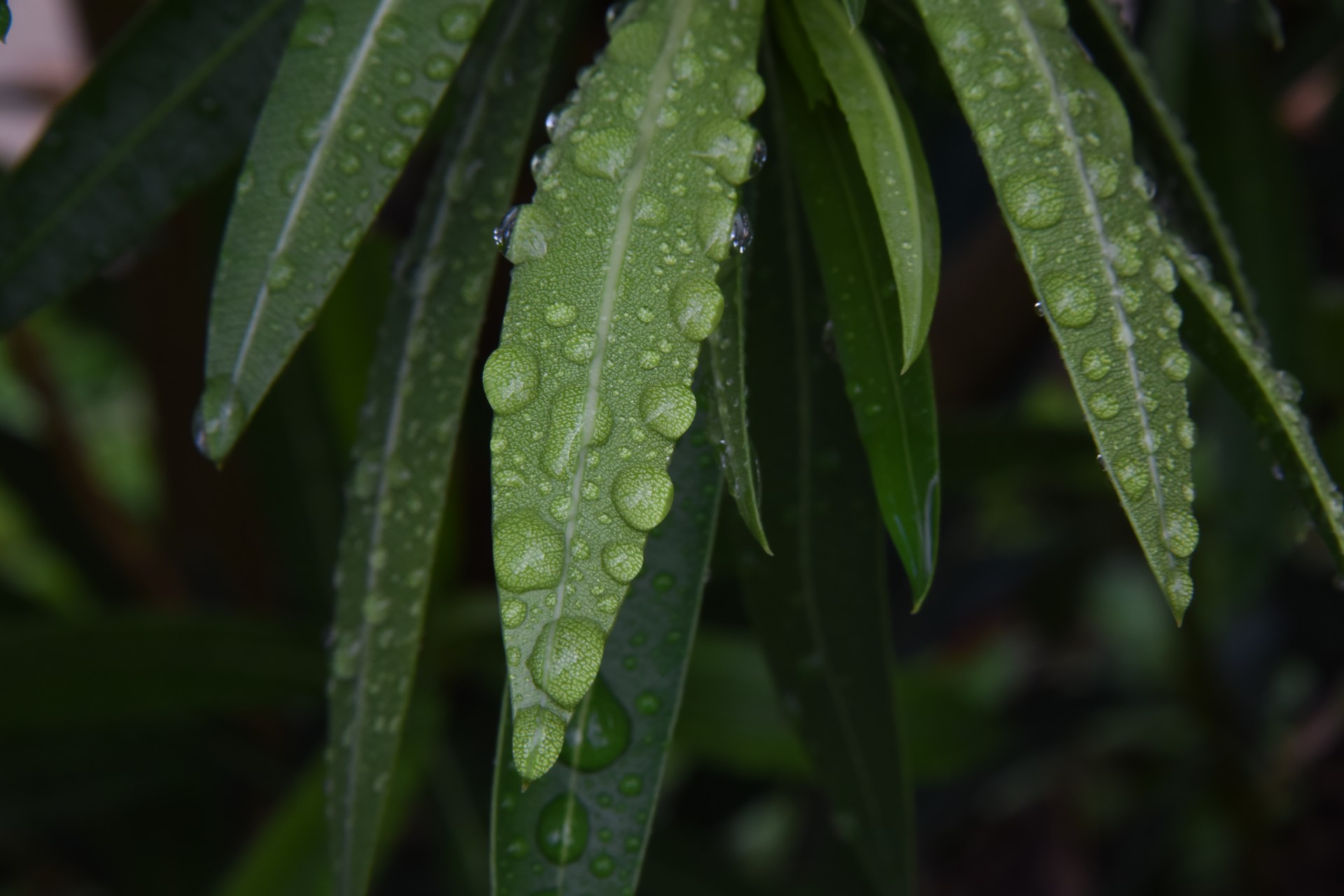 Rain On Pointed Leaves Free Stock Photo - Public Domain Pictures