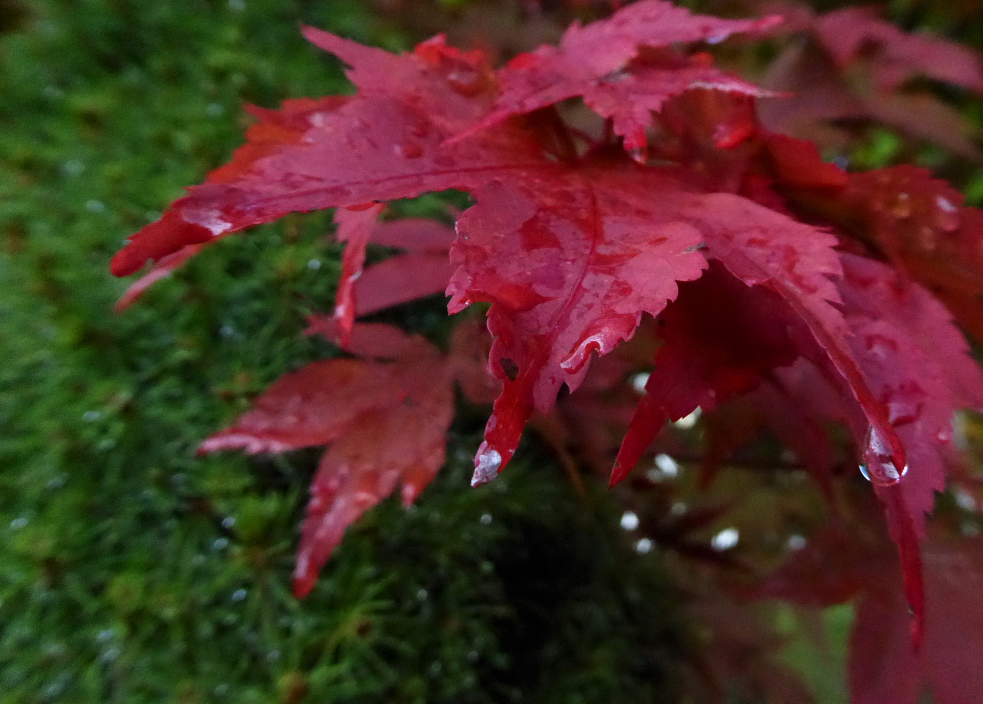 Picăturile de ploaie pe Maple Leaf