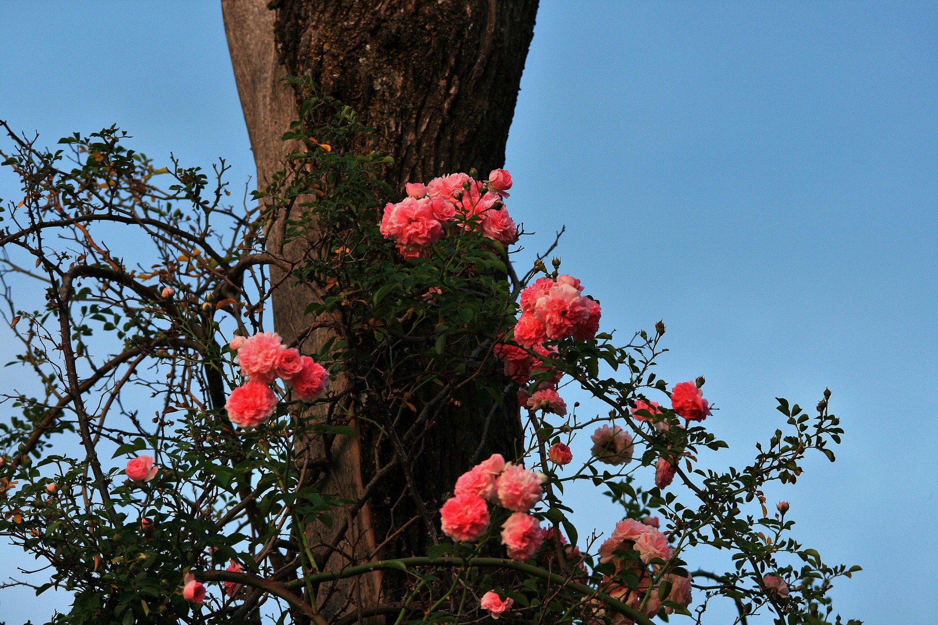 Incoerent trandafir împotriva copac mort
