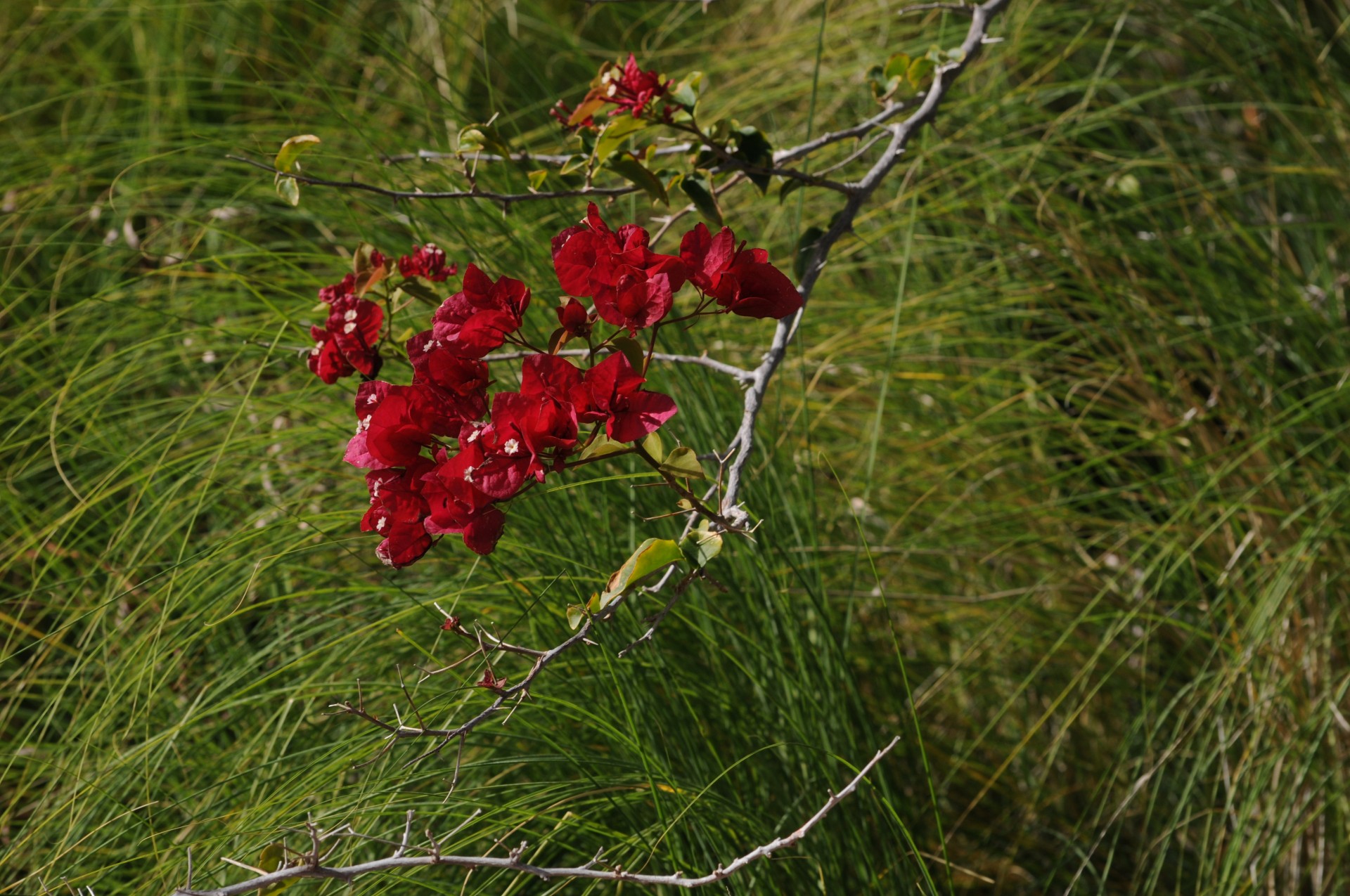Roșu și fundal floral verde