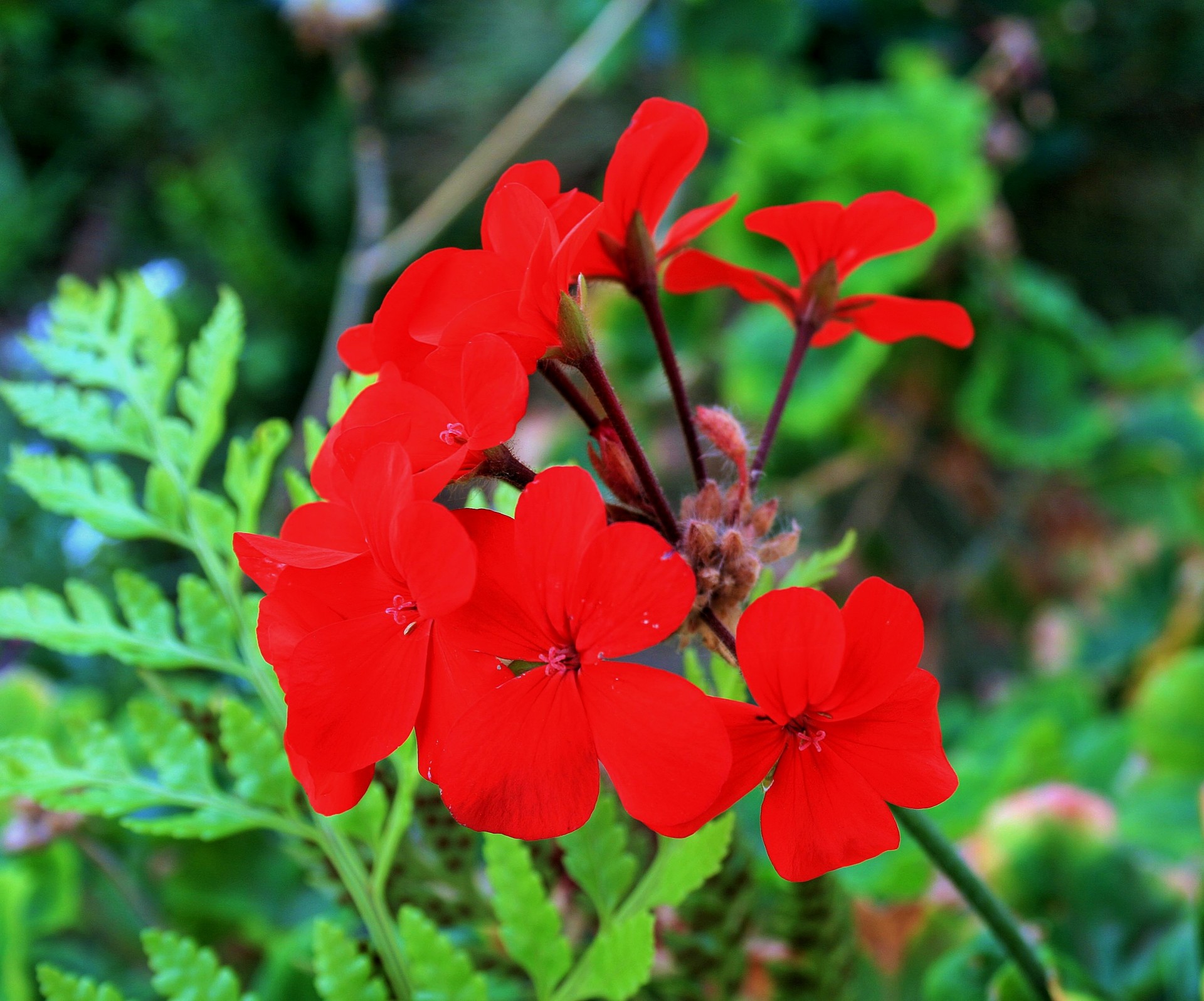 Floare geranium roșu