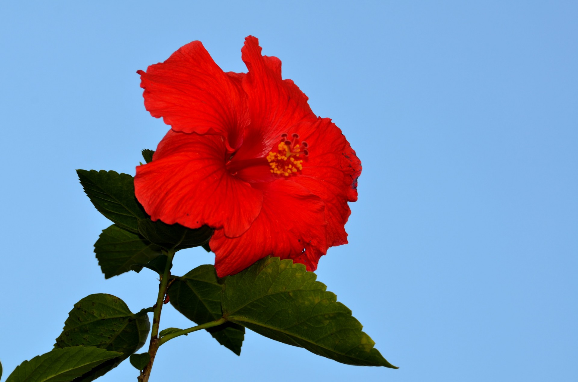 Red Hibiscus Fiore