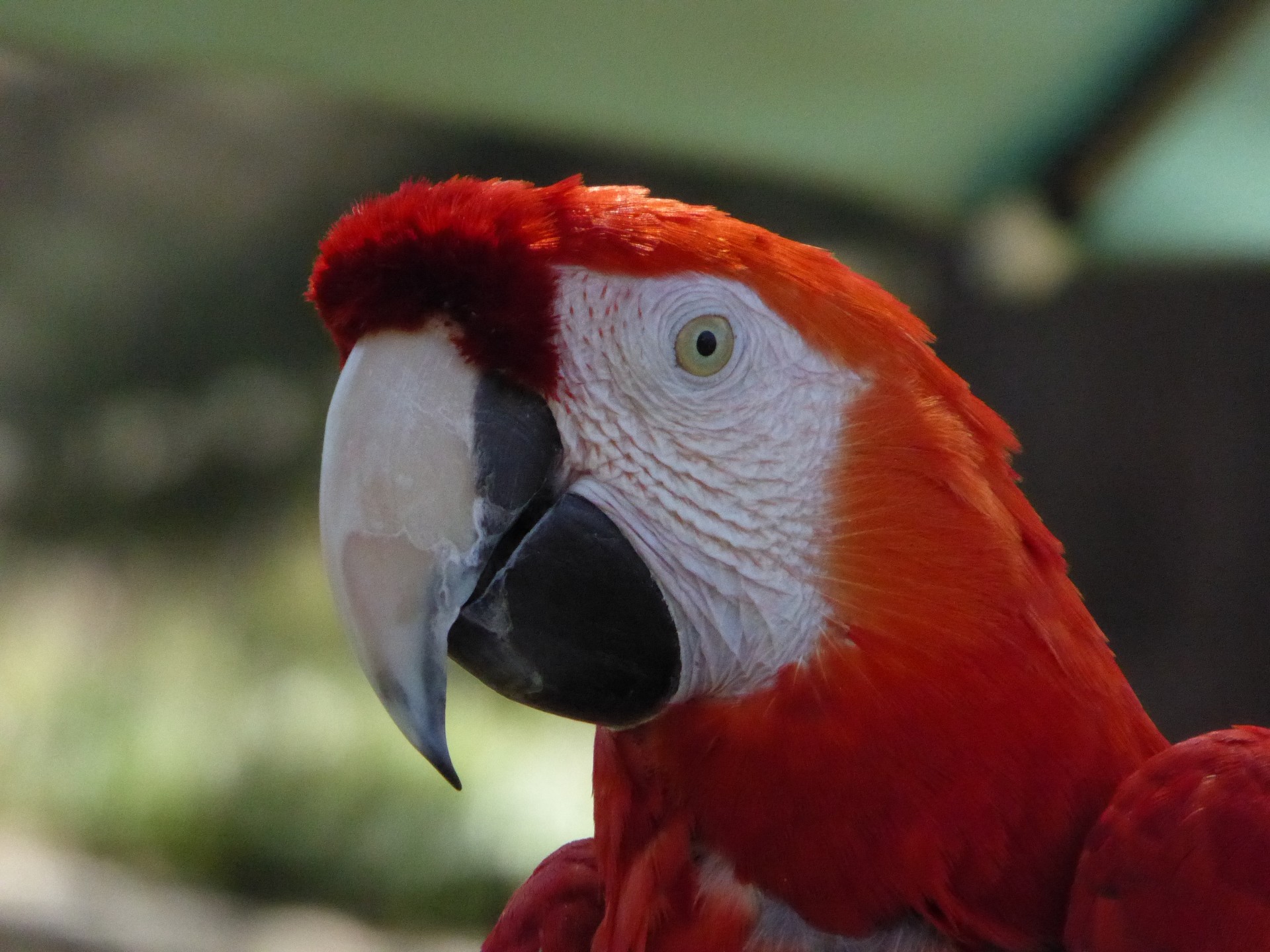 Red Macaw Parrot central