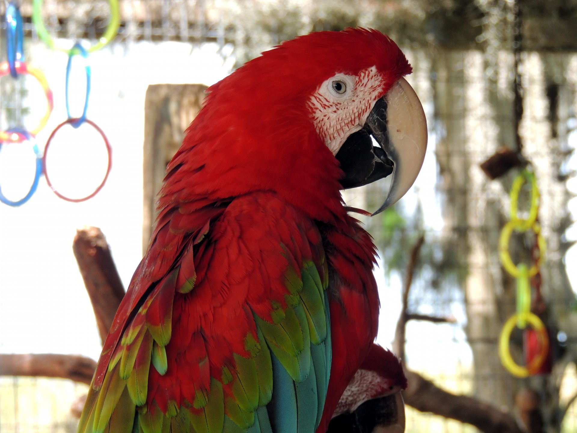 Macaul papagal roșu profil
