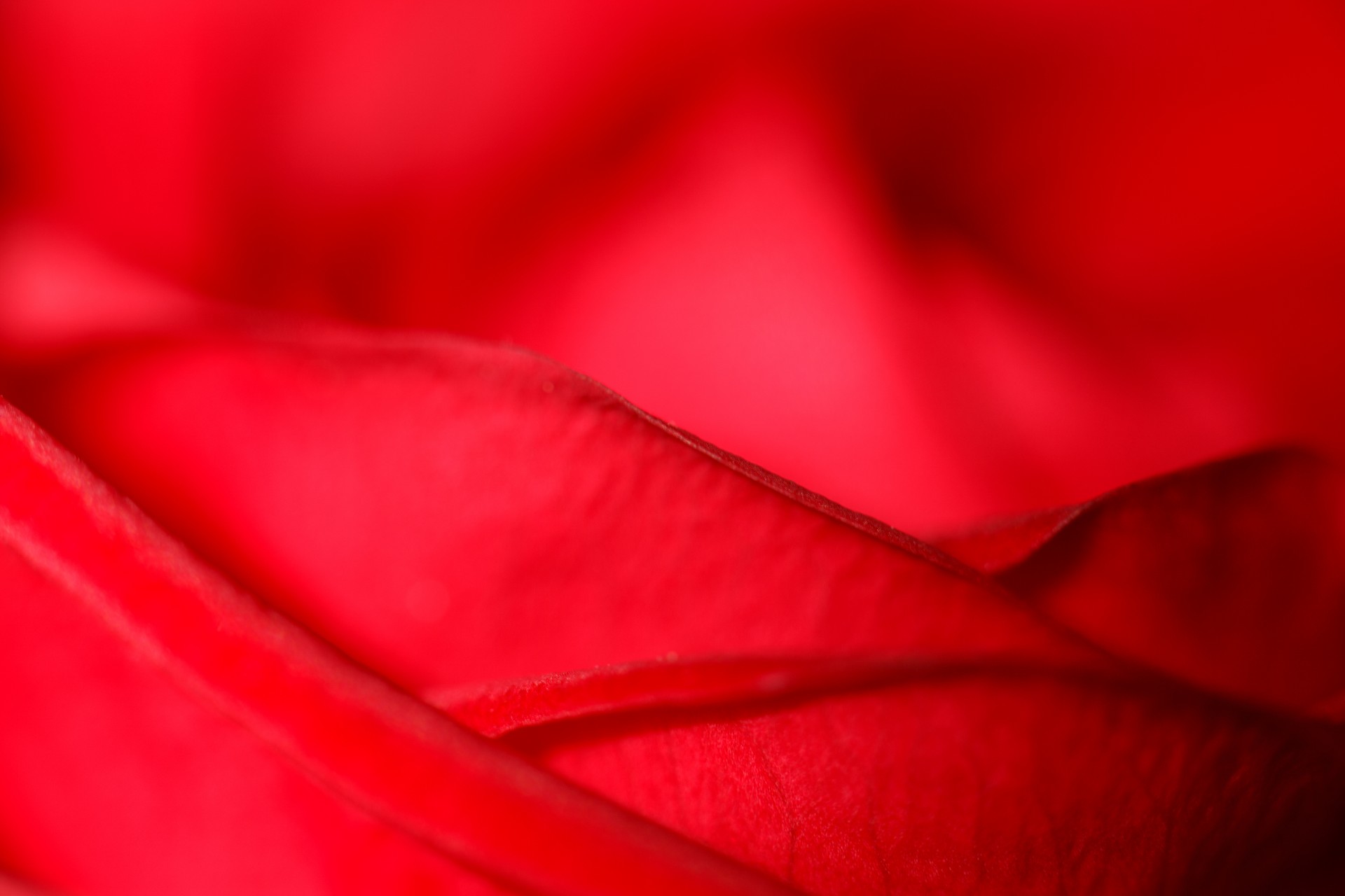 Roșu petale de trandafir