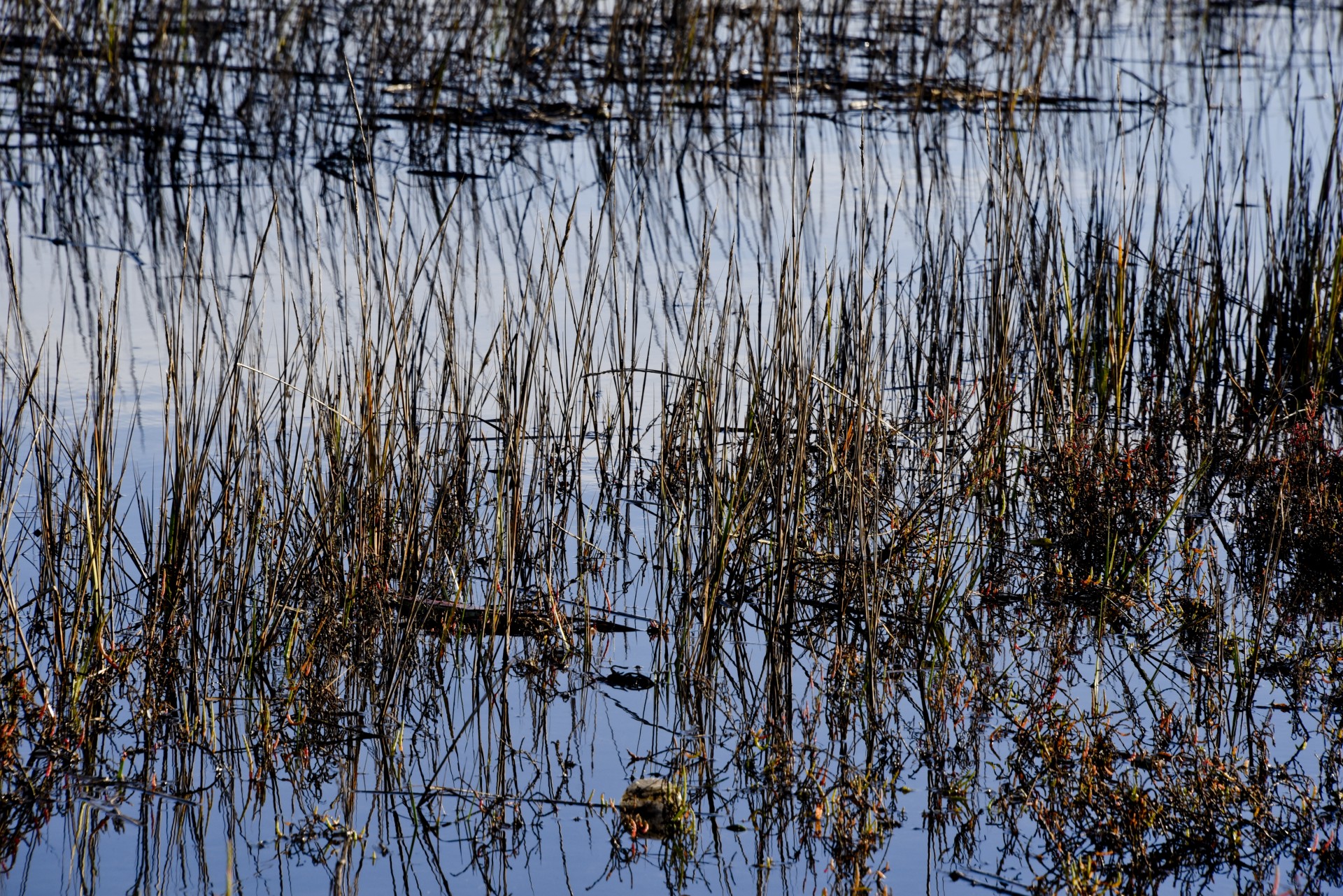 Reeds And Blue