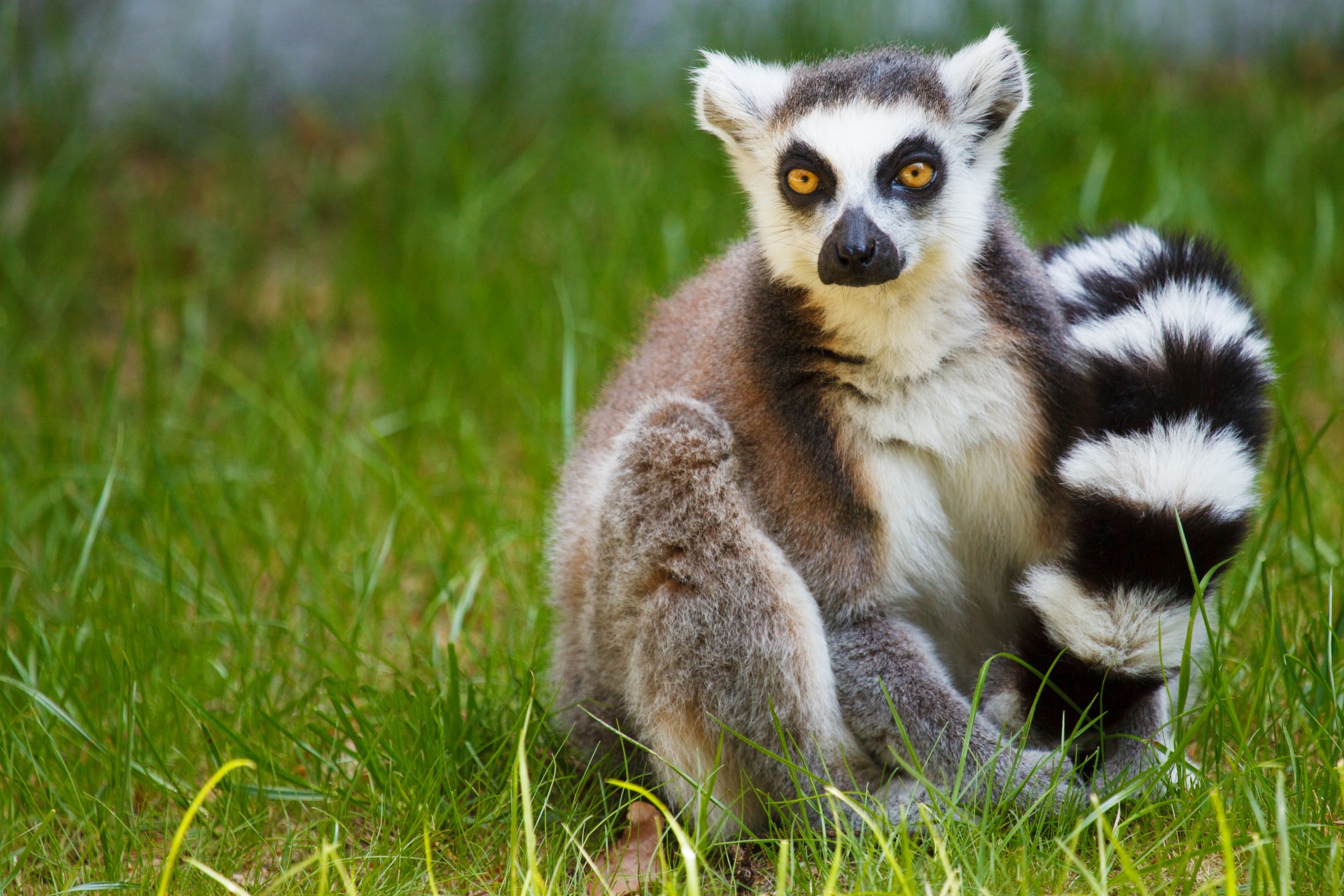 Lemur cu coada-Ring