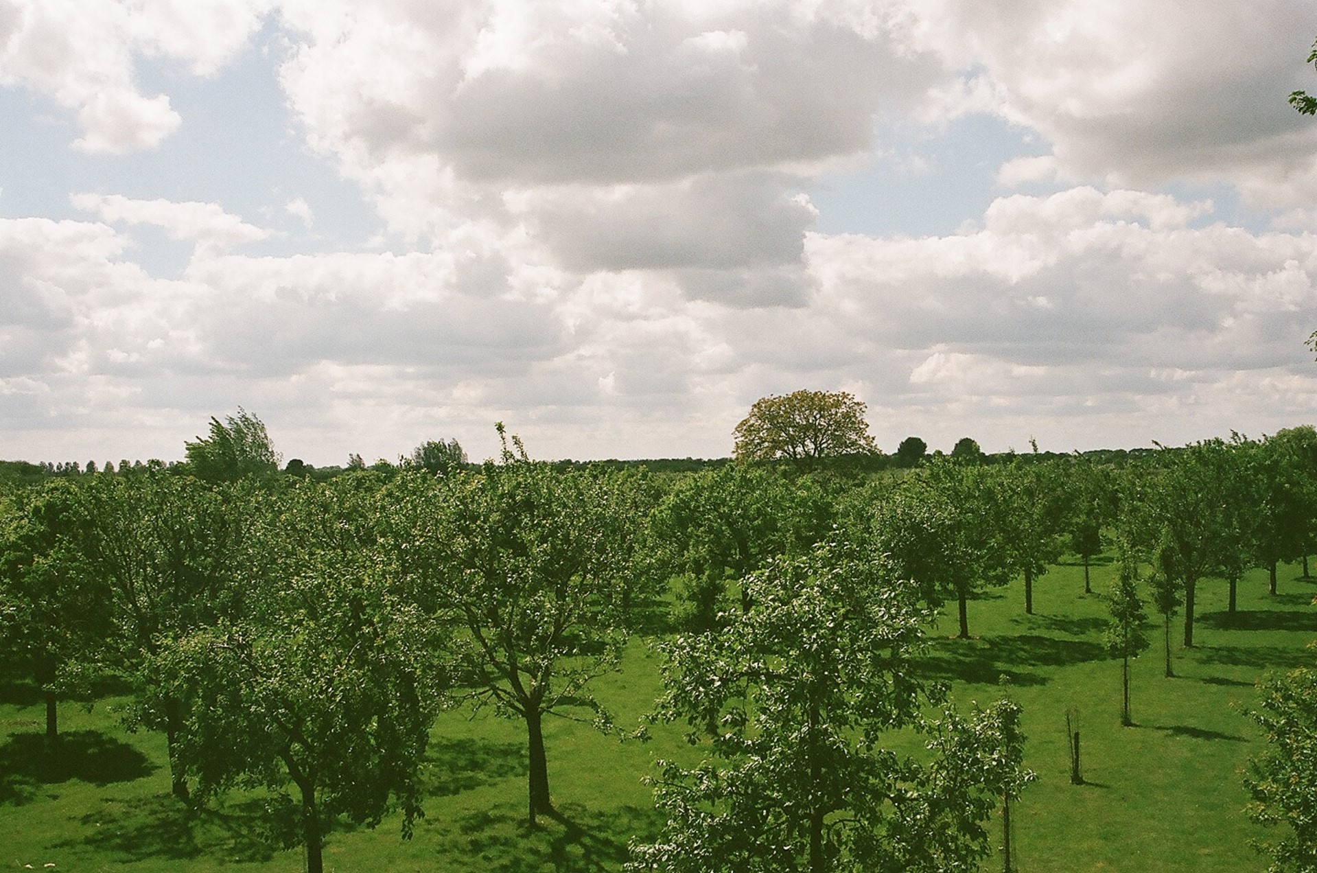 Orchard în primăvara anului