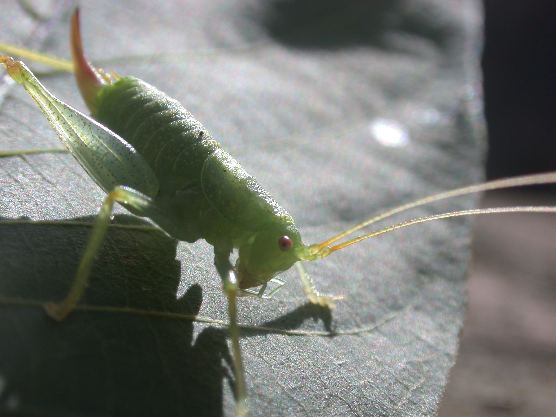 Grasshopper 02