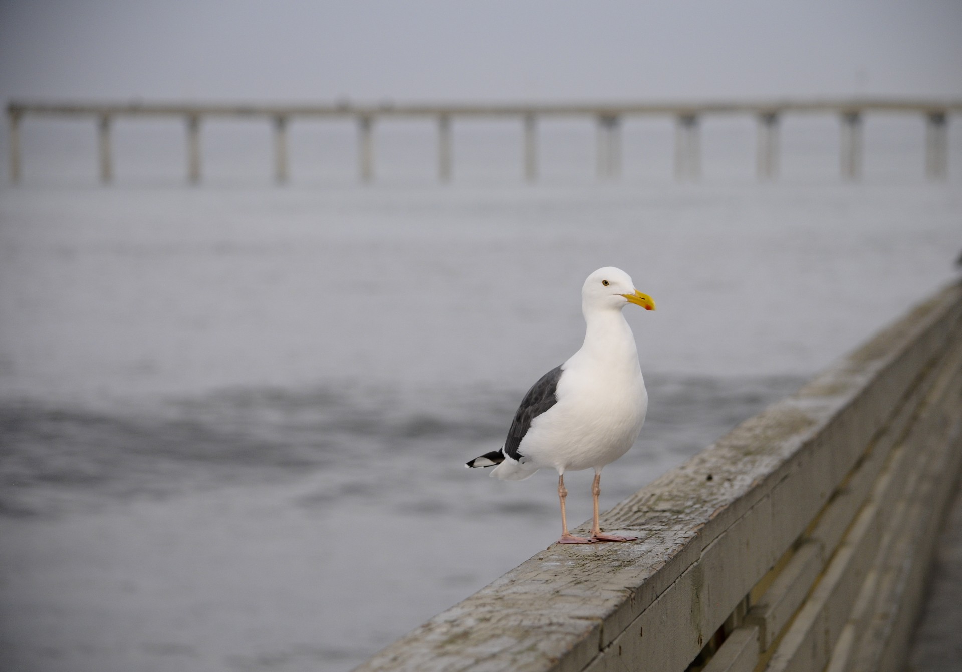 Sea Gull en el Muelle