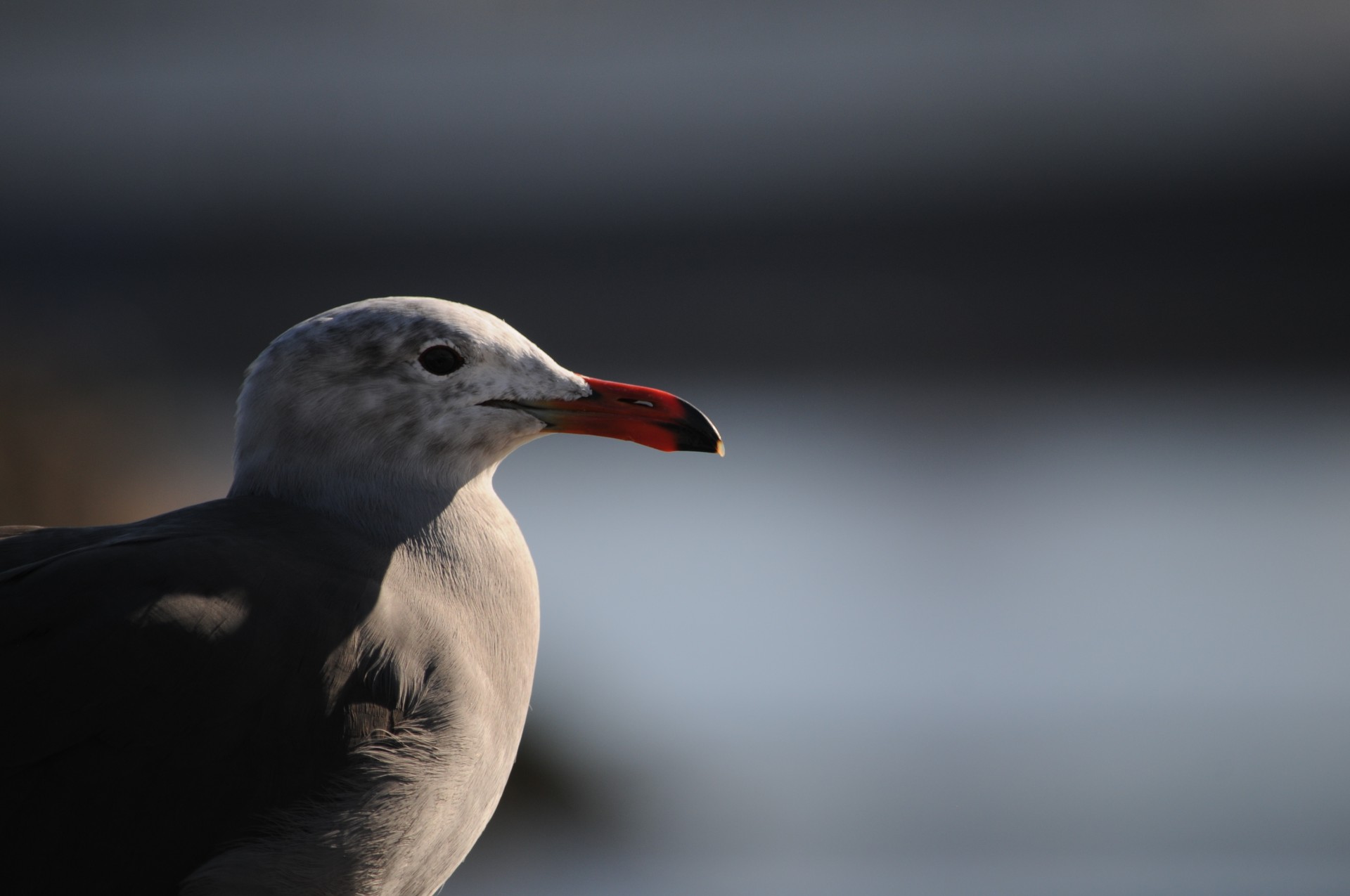 Sea Gull Profil
