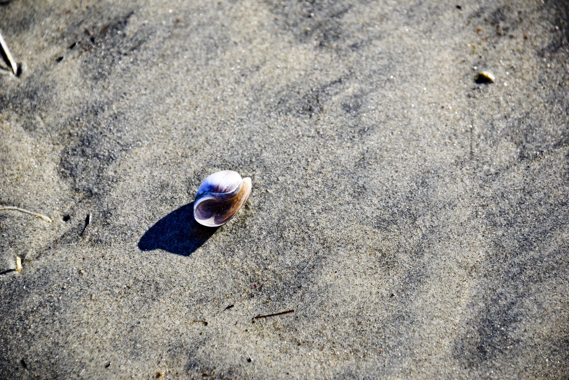 Sea Shell pe malul marii