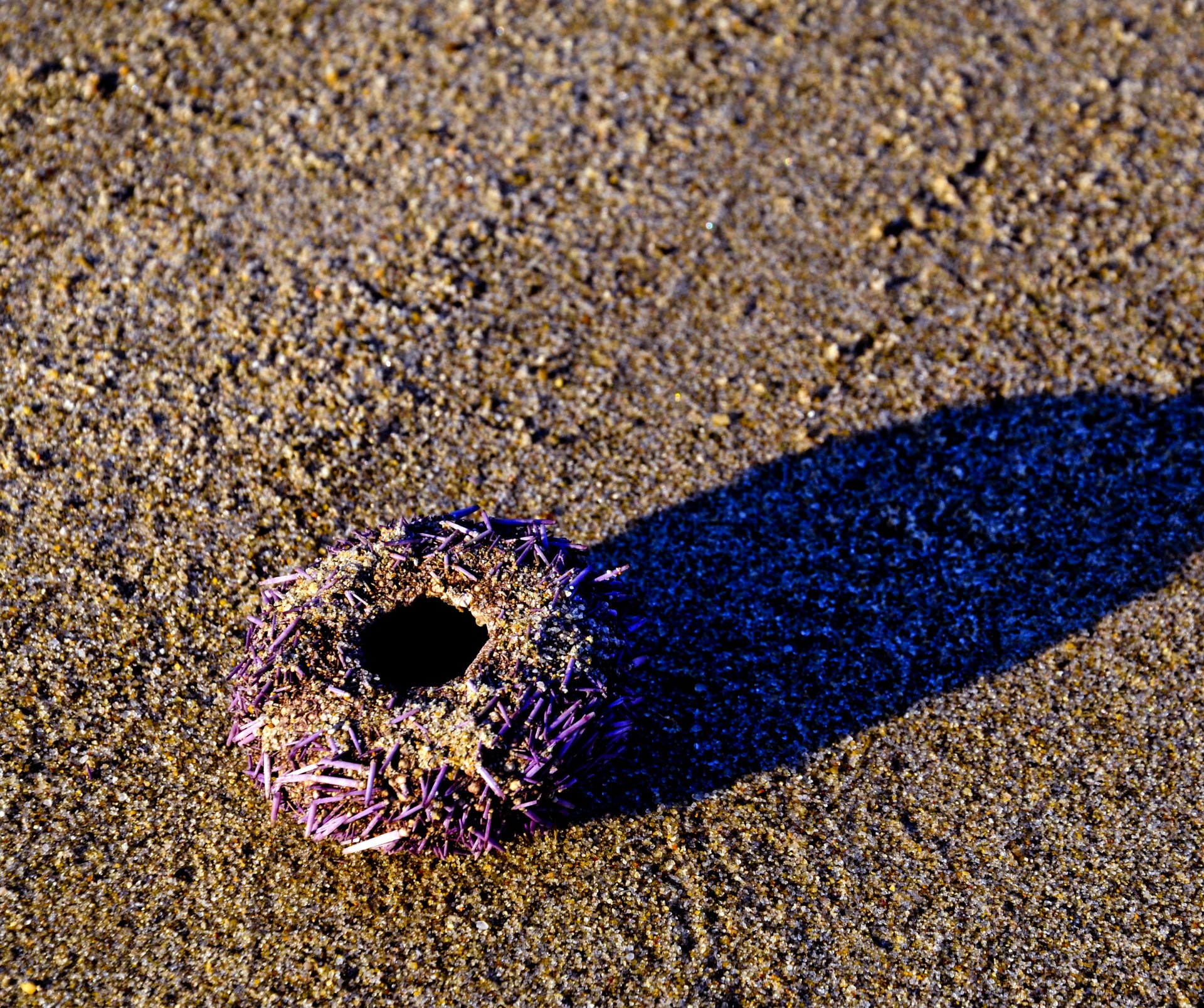 Marea Urchin Shell