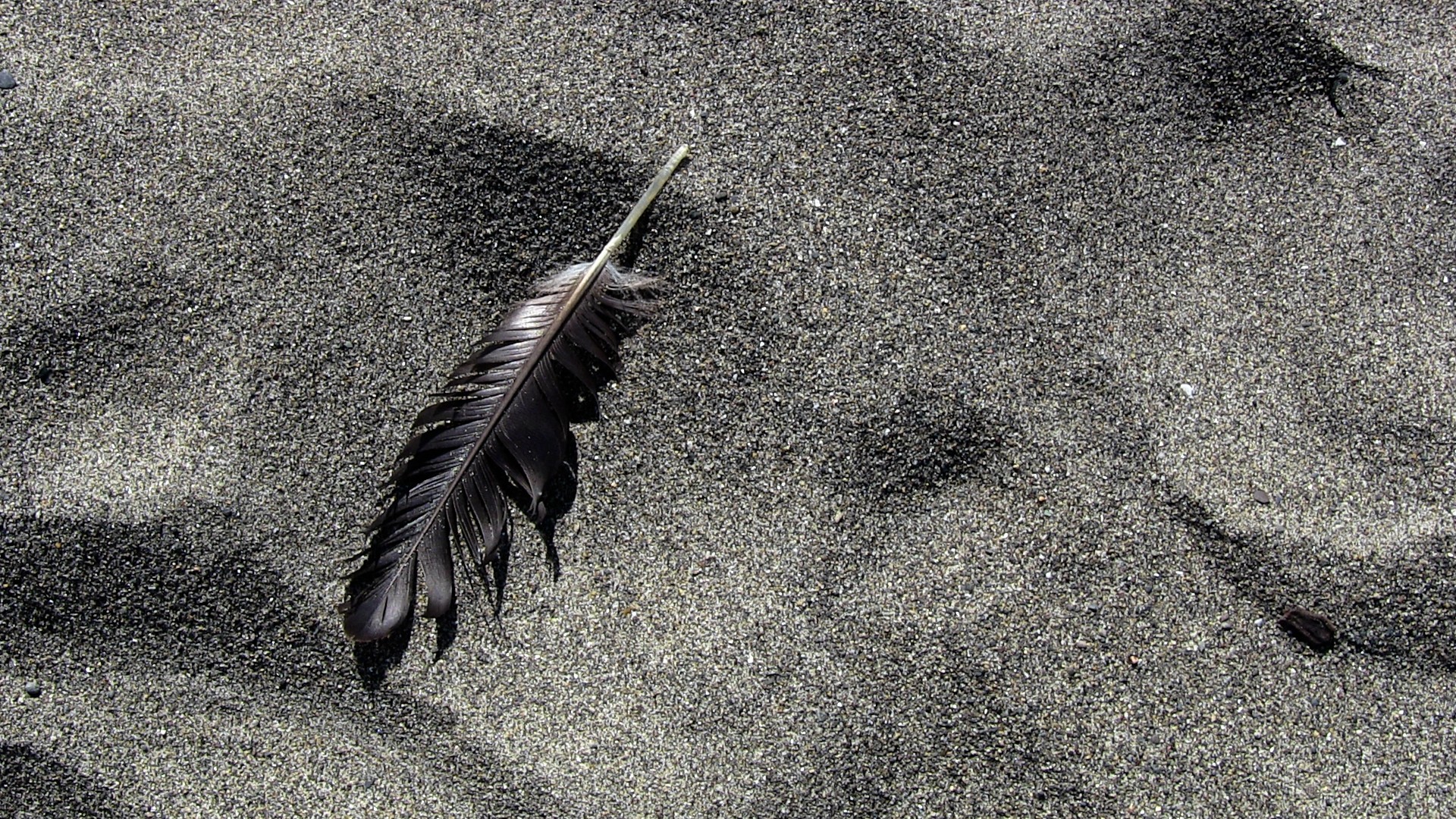 Seagull Feather op Zand