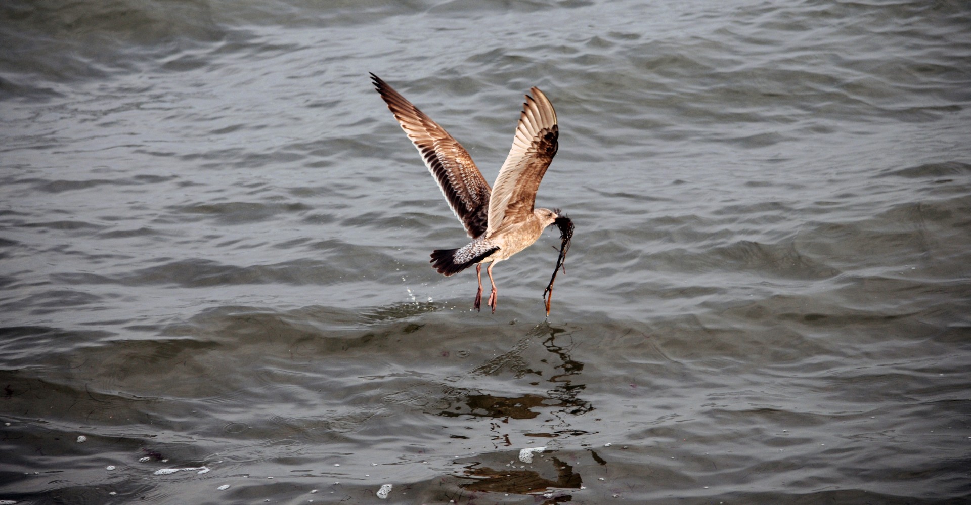 Seagull Flying beakful de alimente