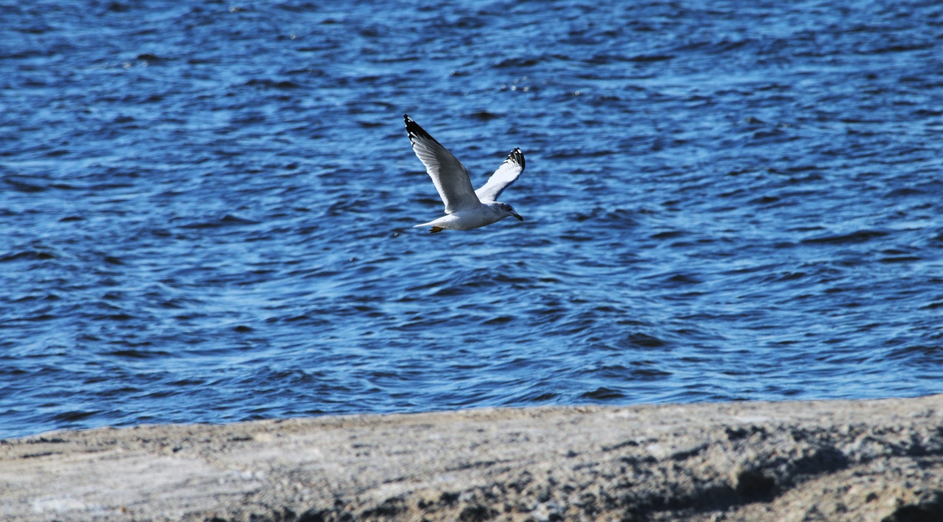 Pescărușul zboară peste Marea Salton